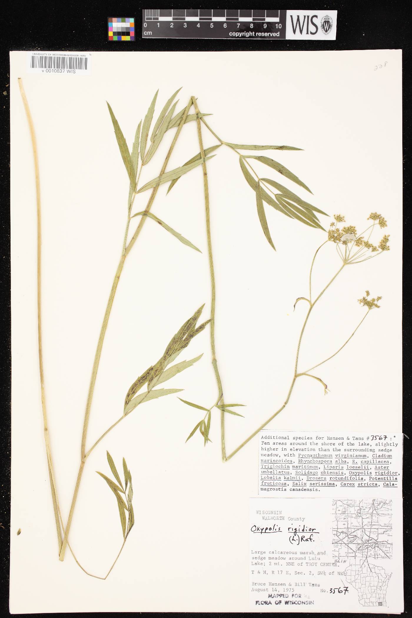 Oxypolis rigidior image