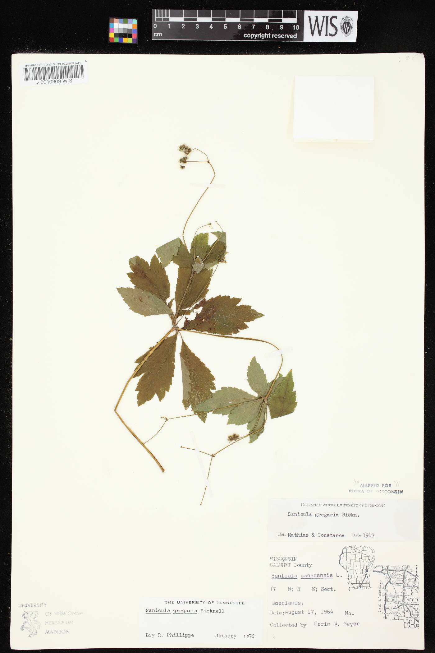 Sanicula odorata image