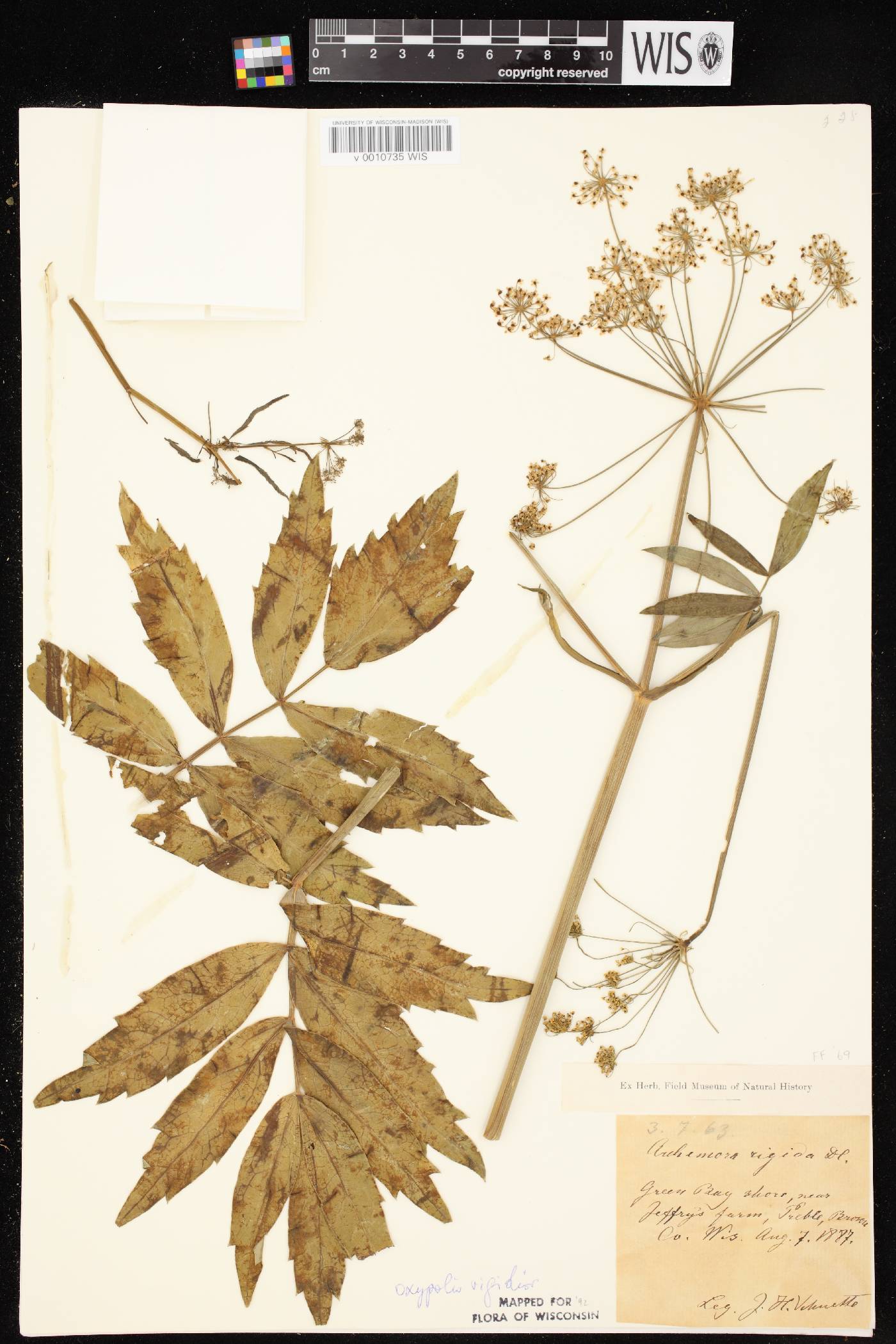 Oxypolis rigidior image