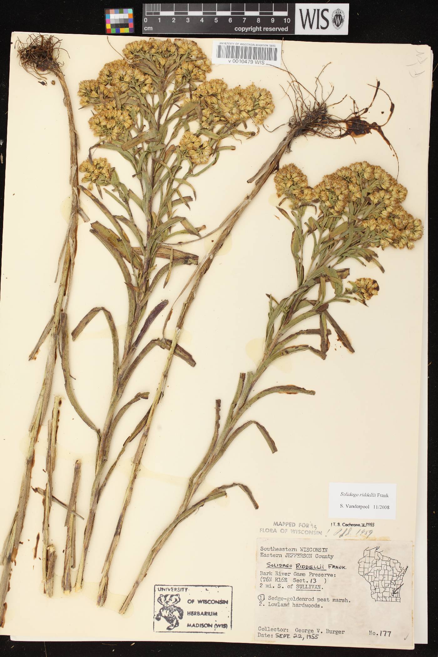 Solidago riddellii image