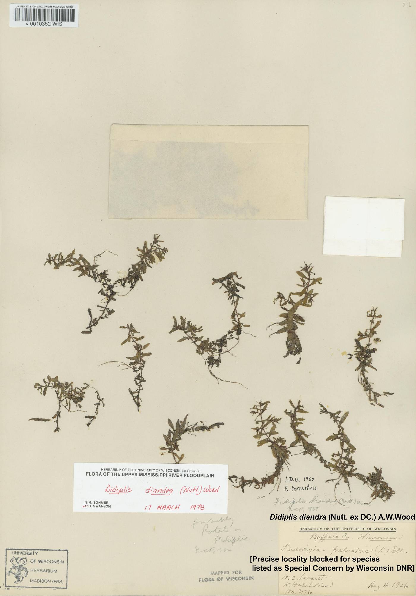 Didiplis diandra image