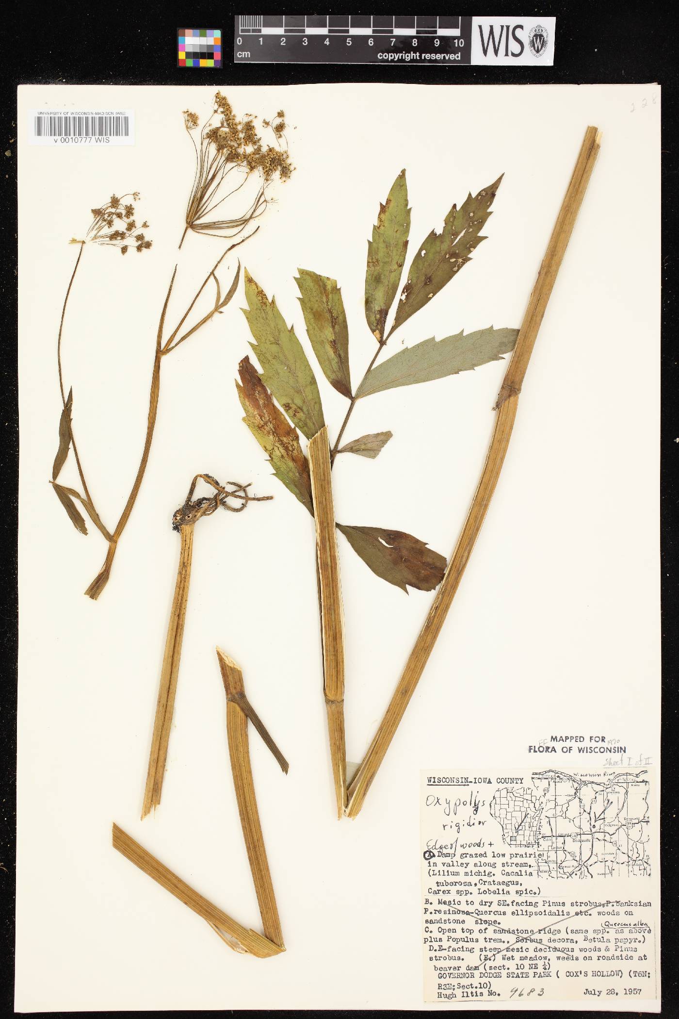 Oxypolis rigidior image