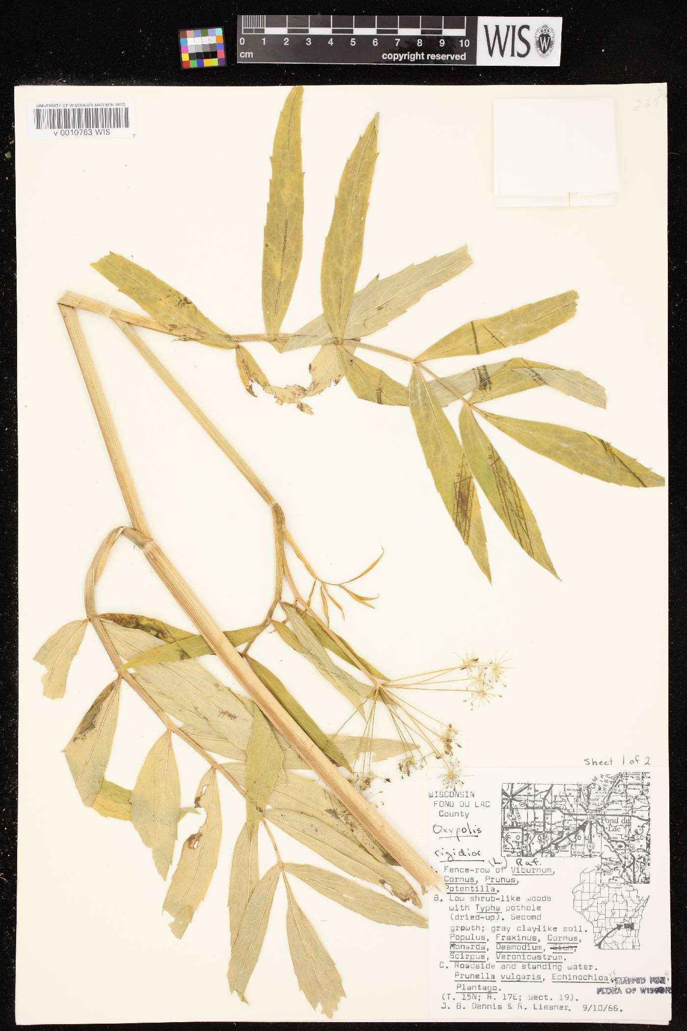 Oxypolis rigidior image
