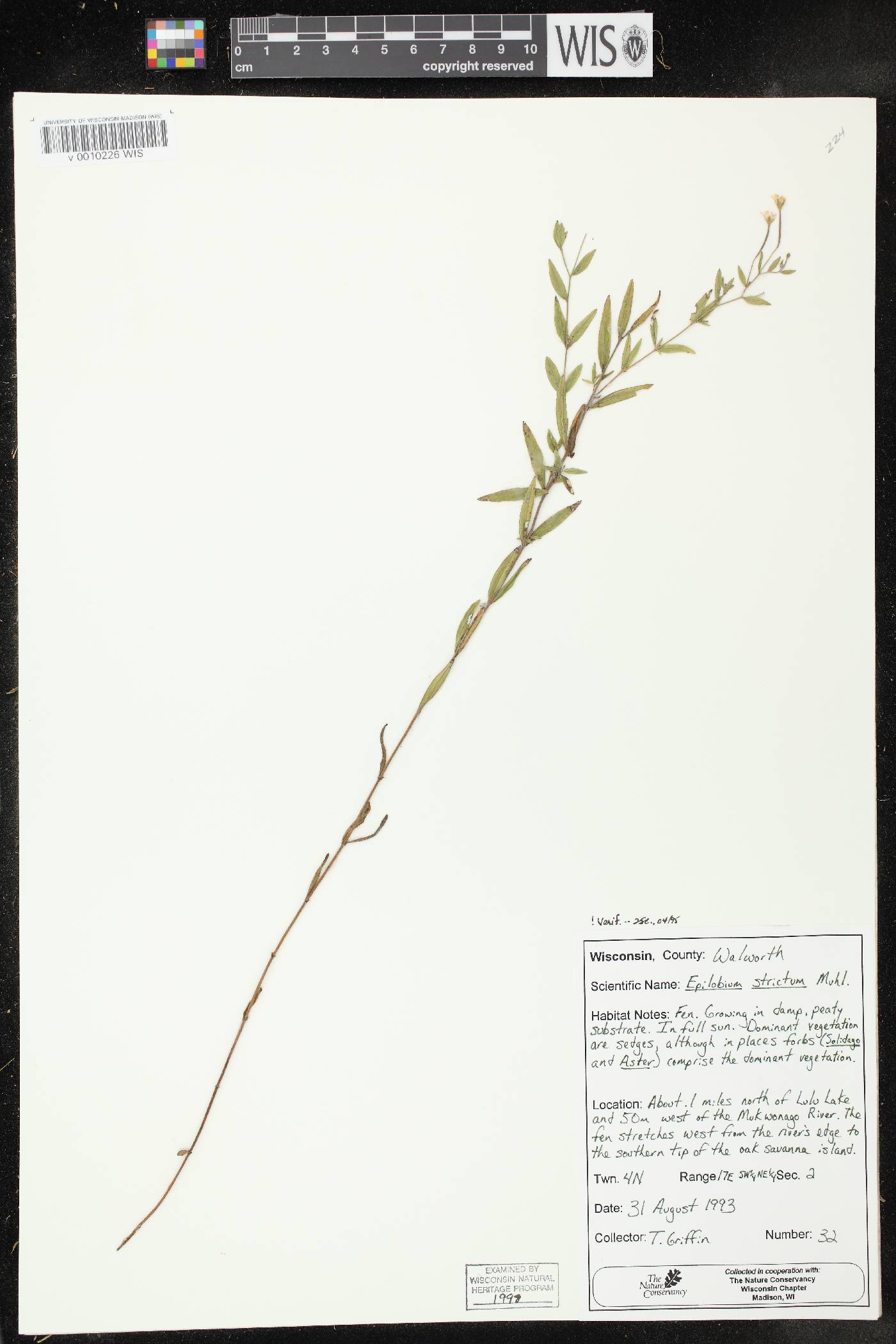 Epilobium strictum image