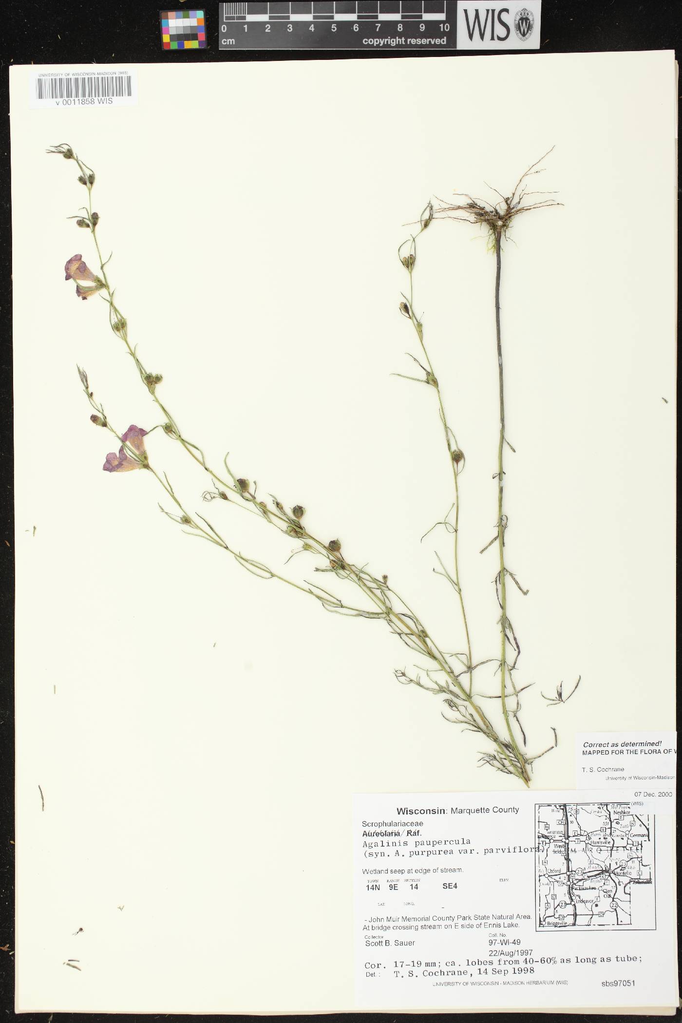 Agalinis paupercula image