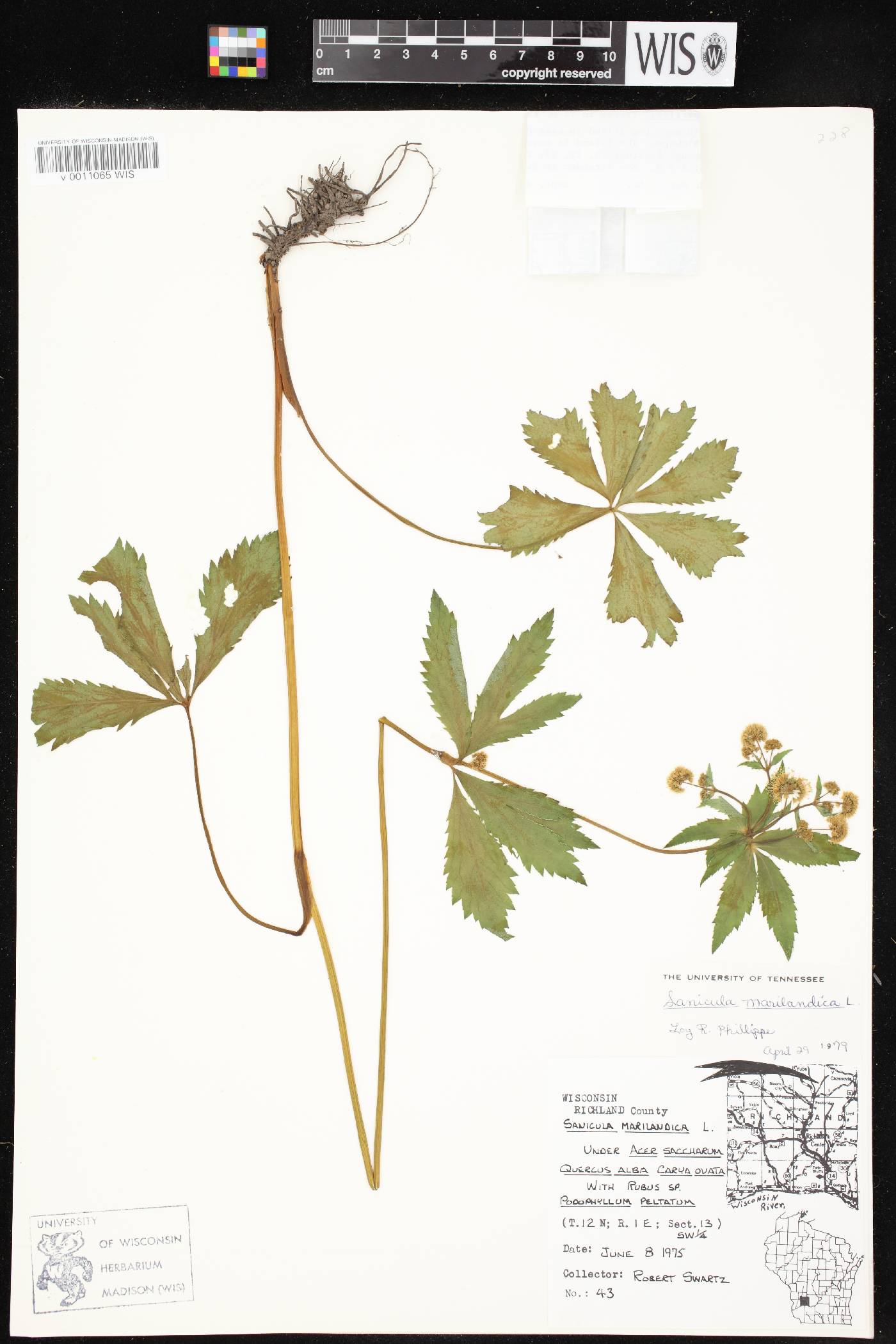 Sanicula marilandica image