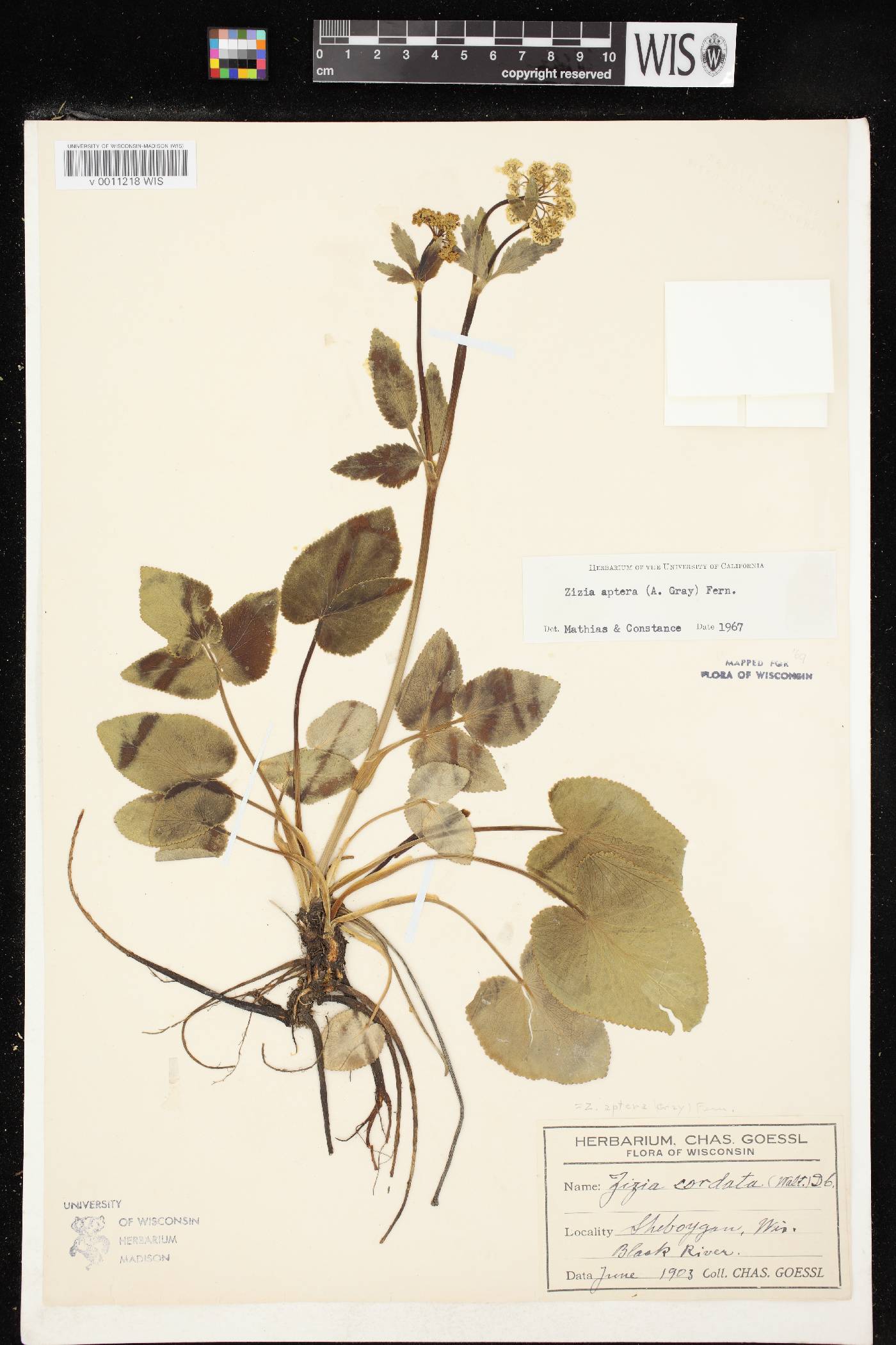 Zizia aptera image