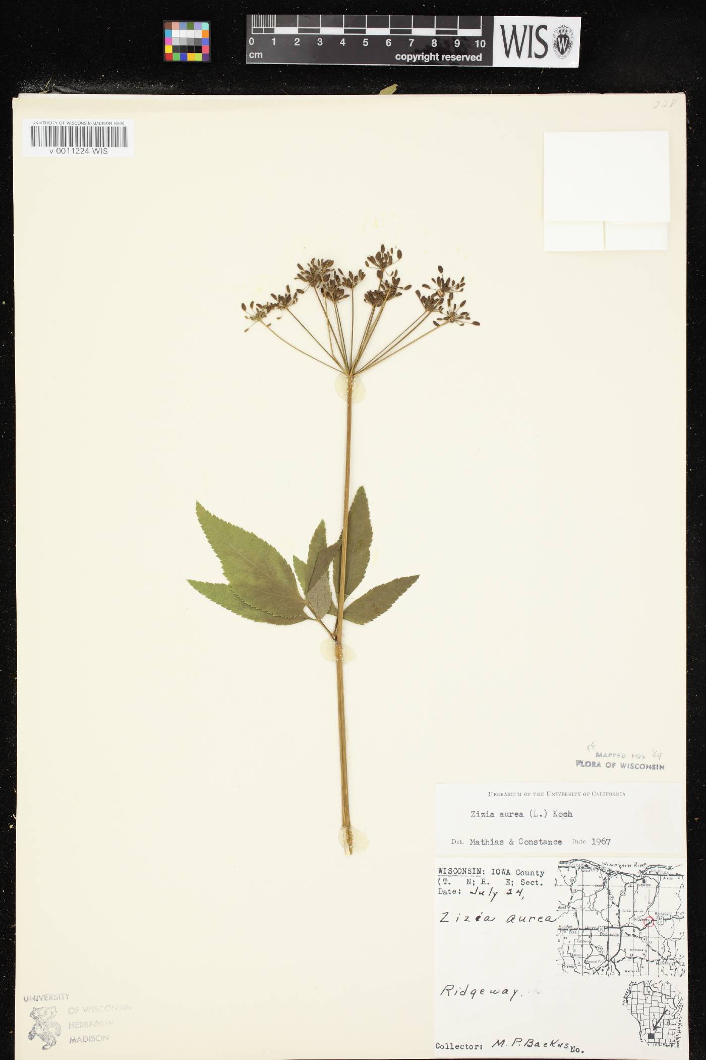 Zizia aurea image