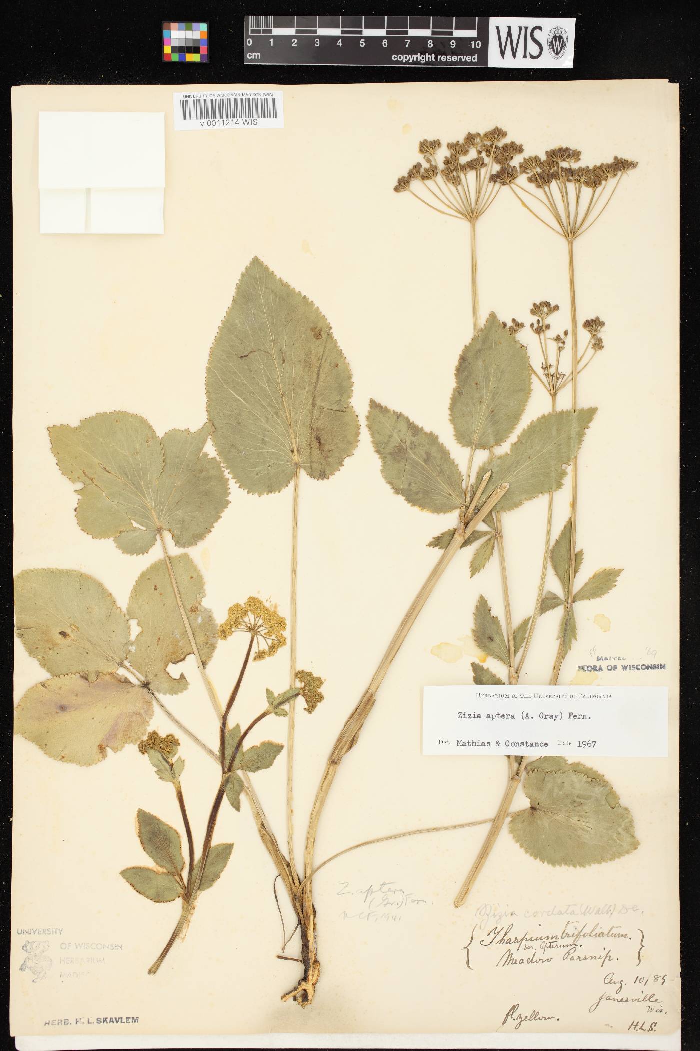Zizia aptera image