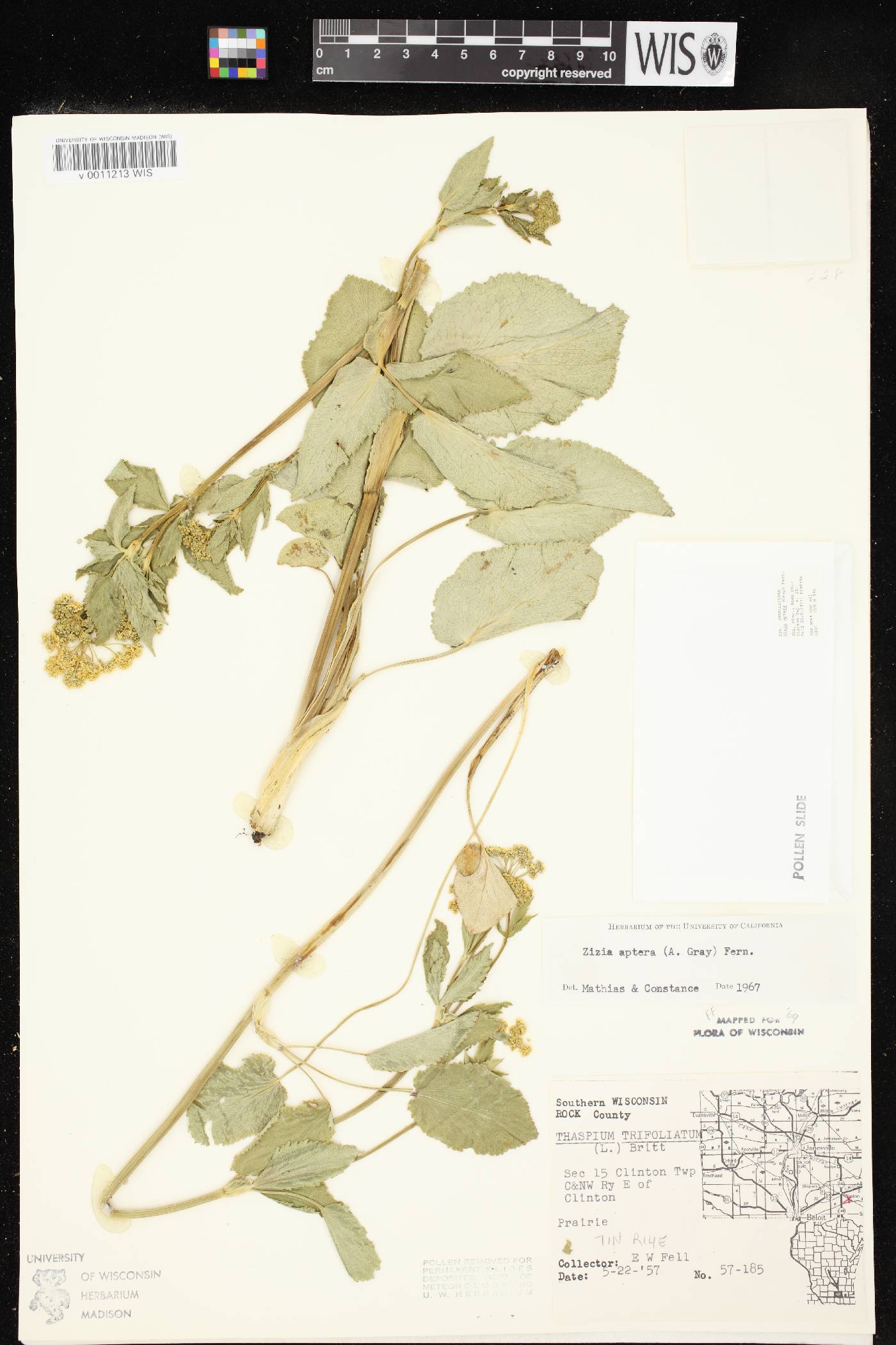 Zizia aptera image
