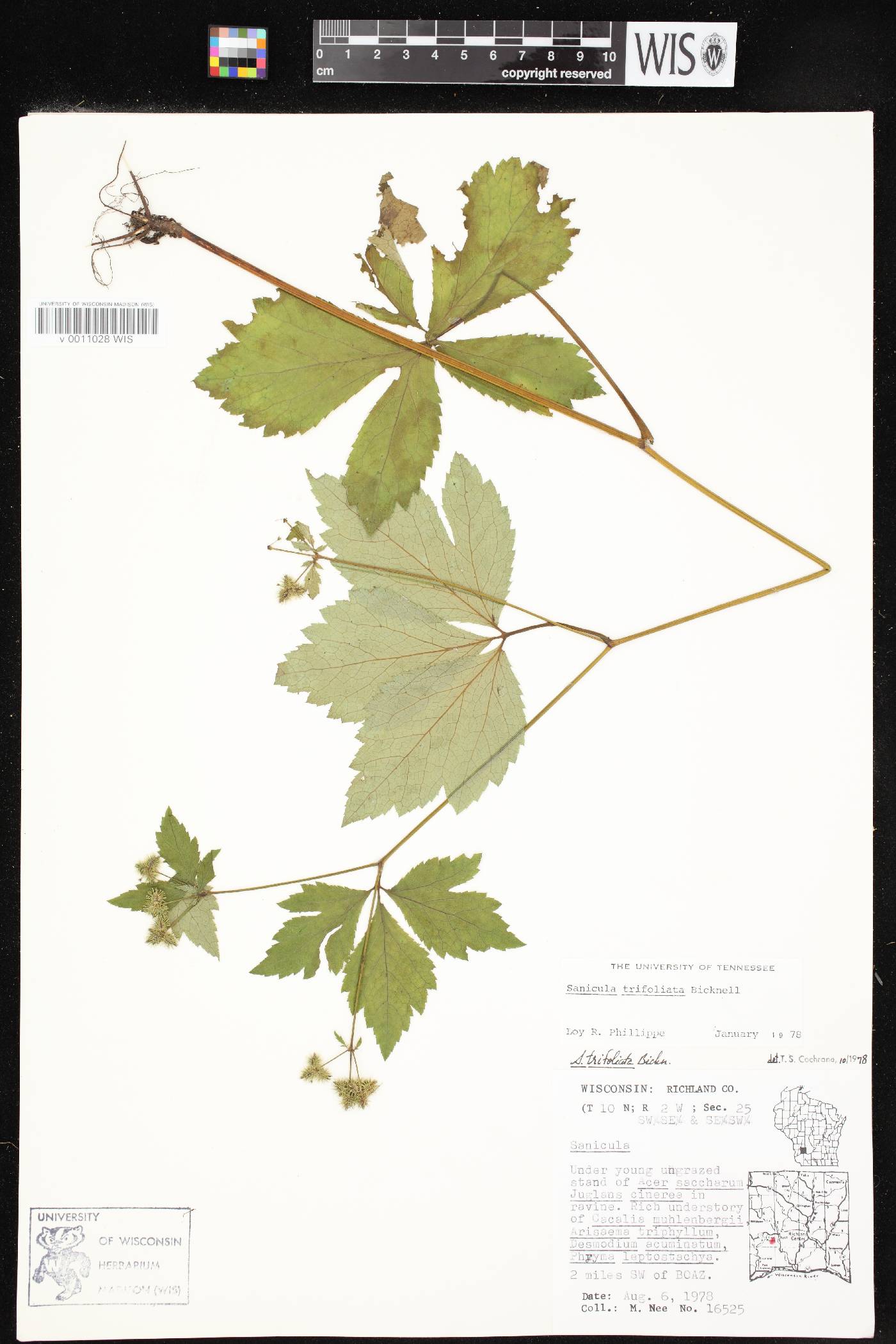 Sanicula trifoliata image