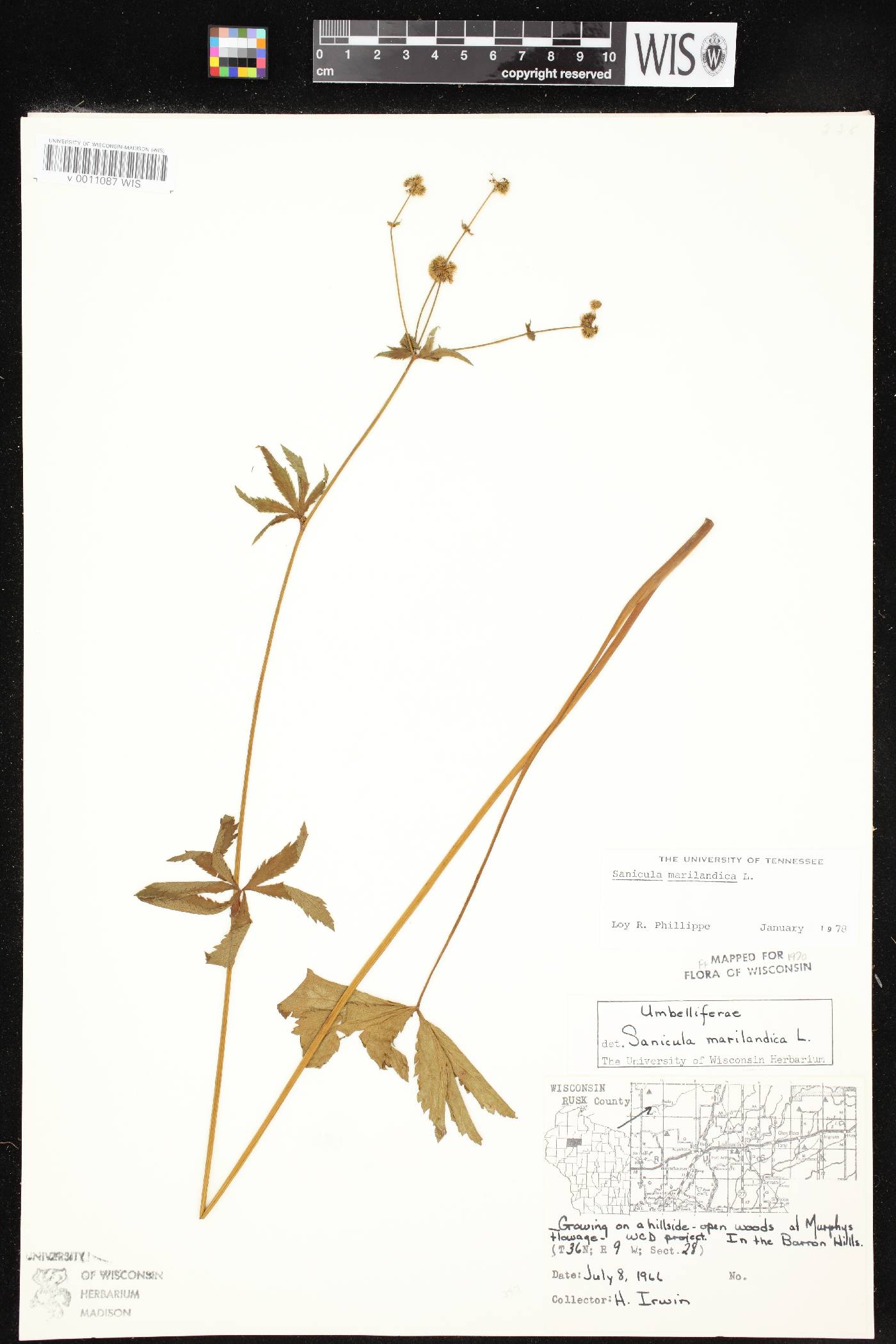Sanicula marilandica image