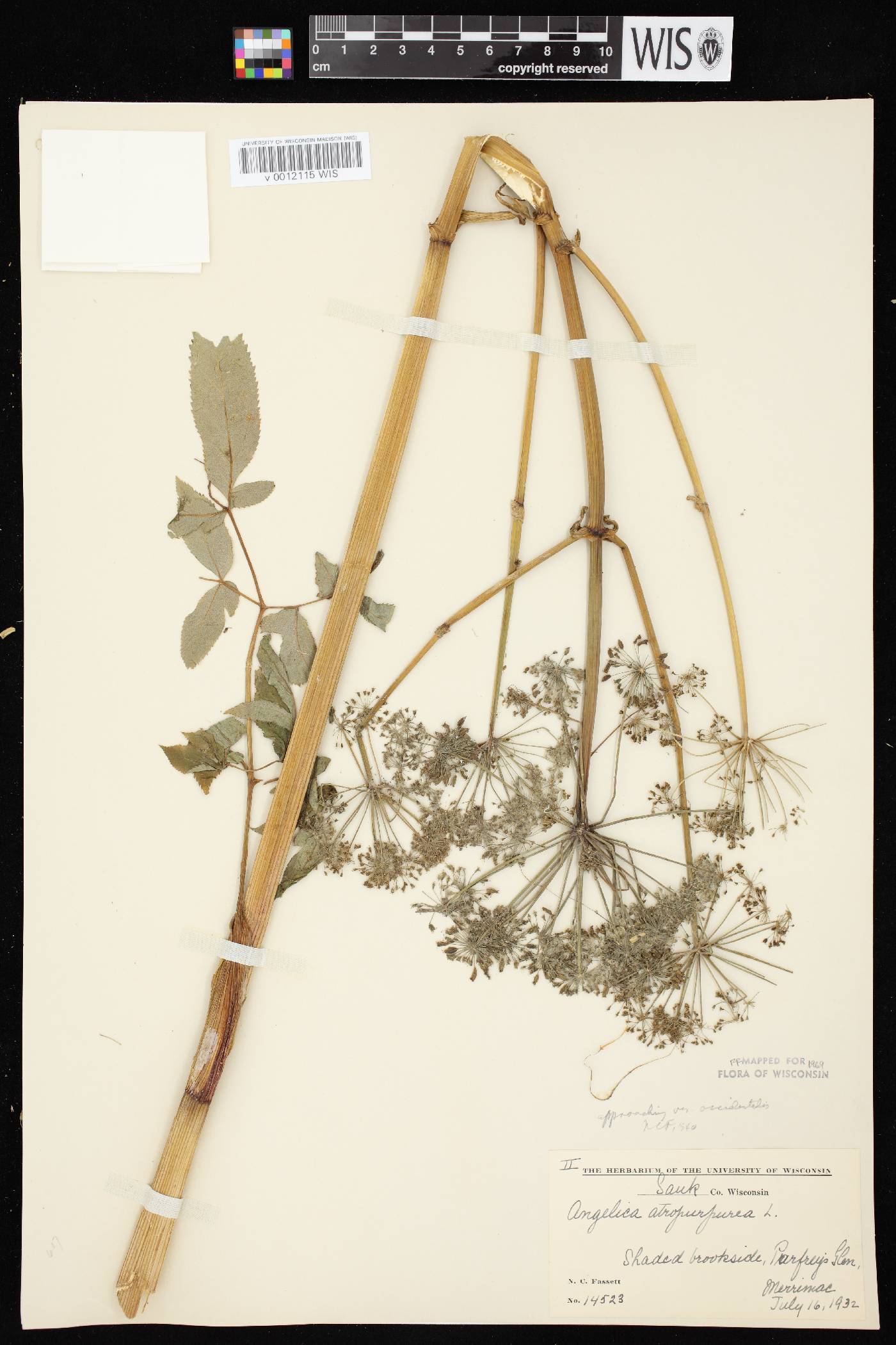 Angelica atropurpurea var. occidentalis image