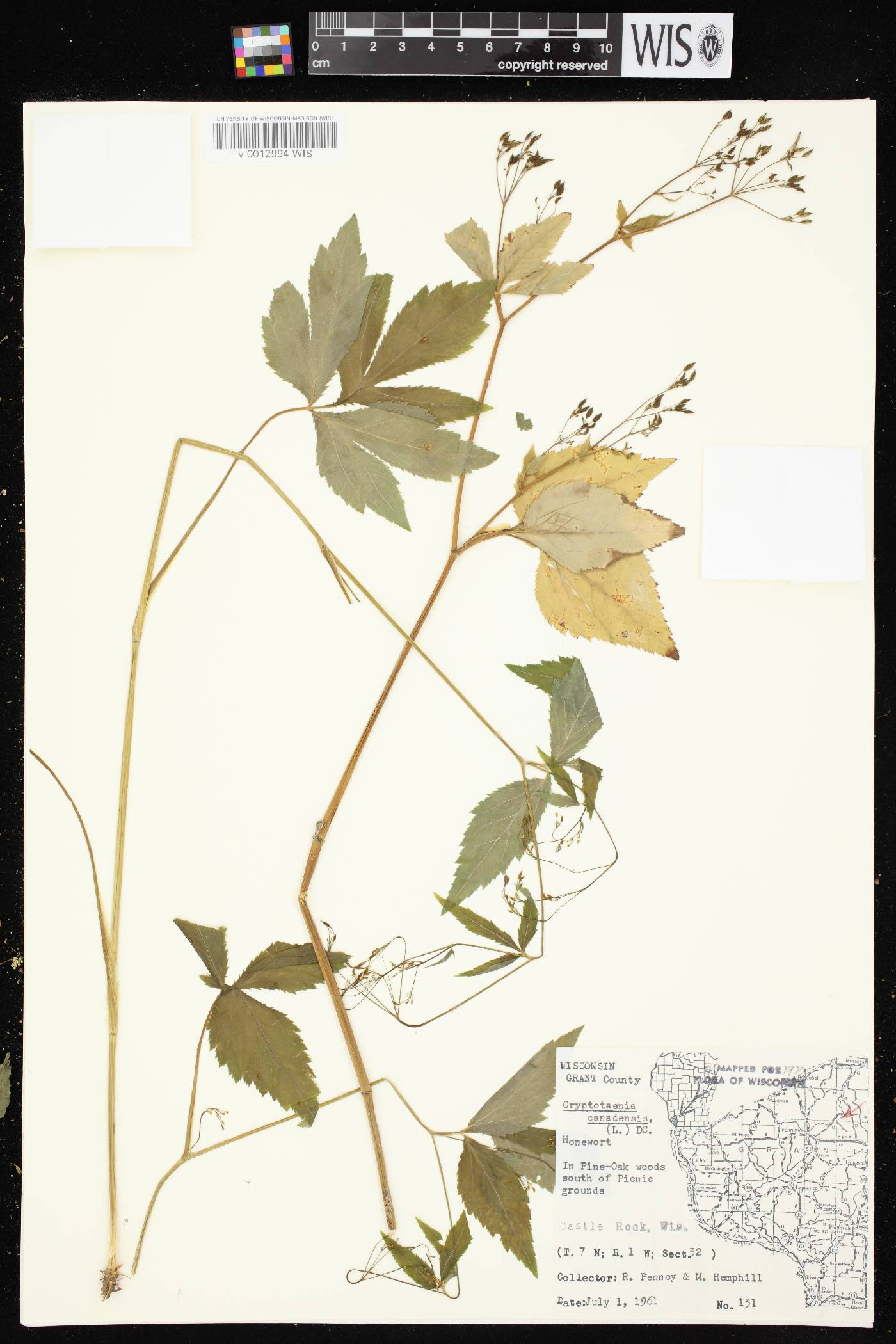 Cryptotaenia canadensis image