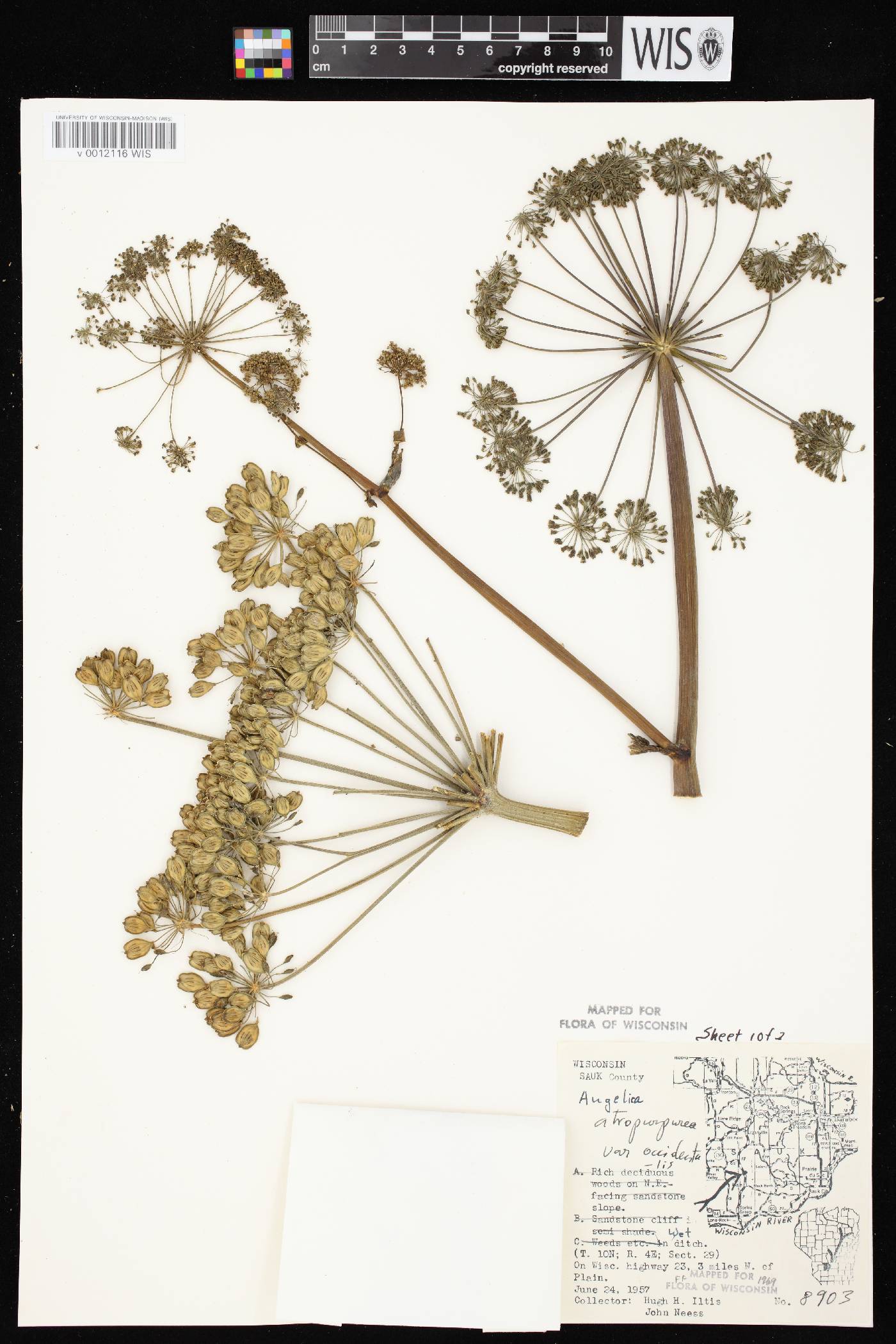 Angelica atropurpurea var. occidentalis image