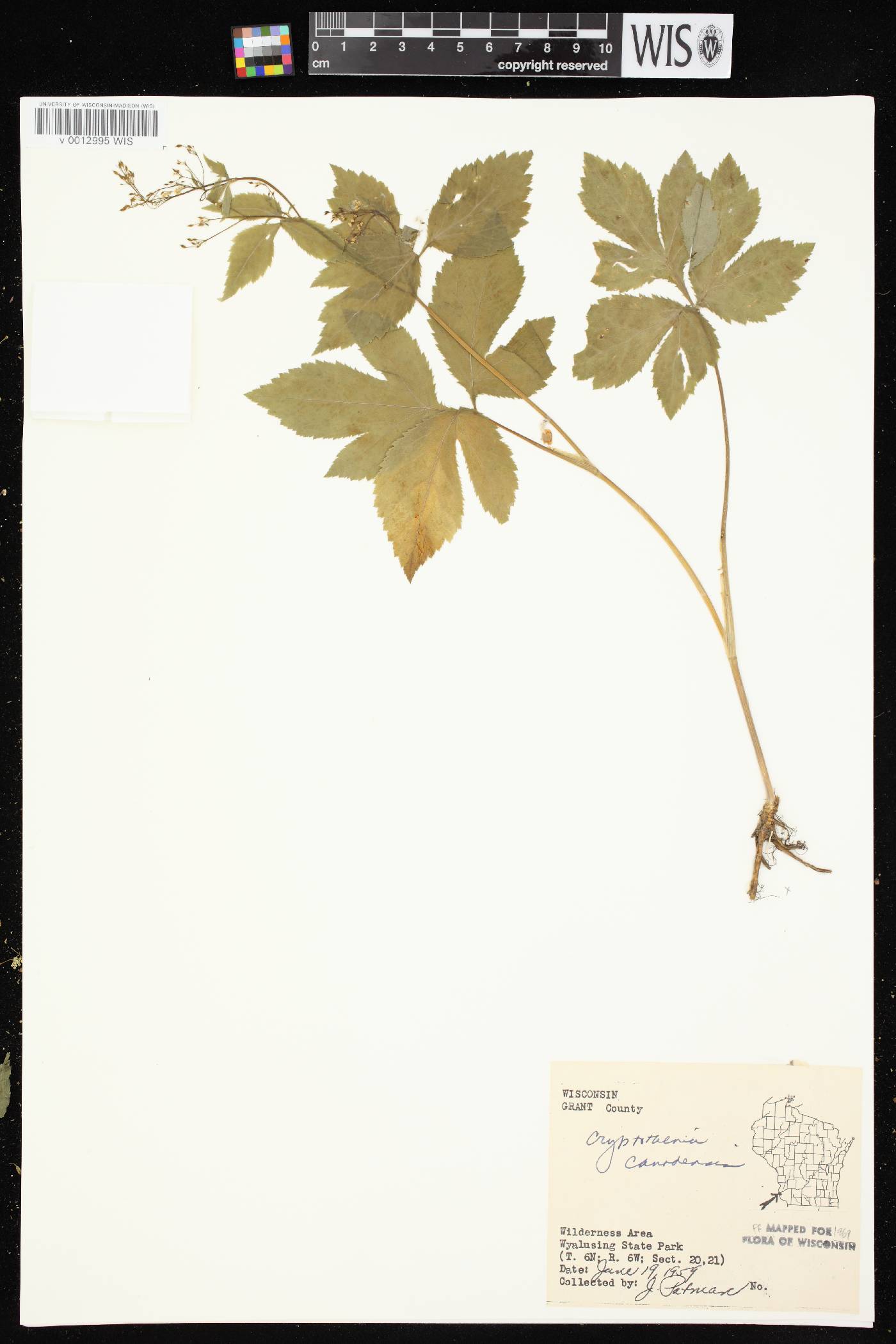 Cryptotaenia canadensis image