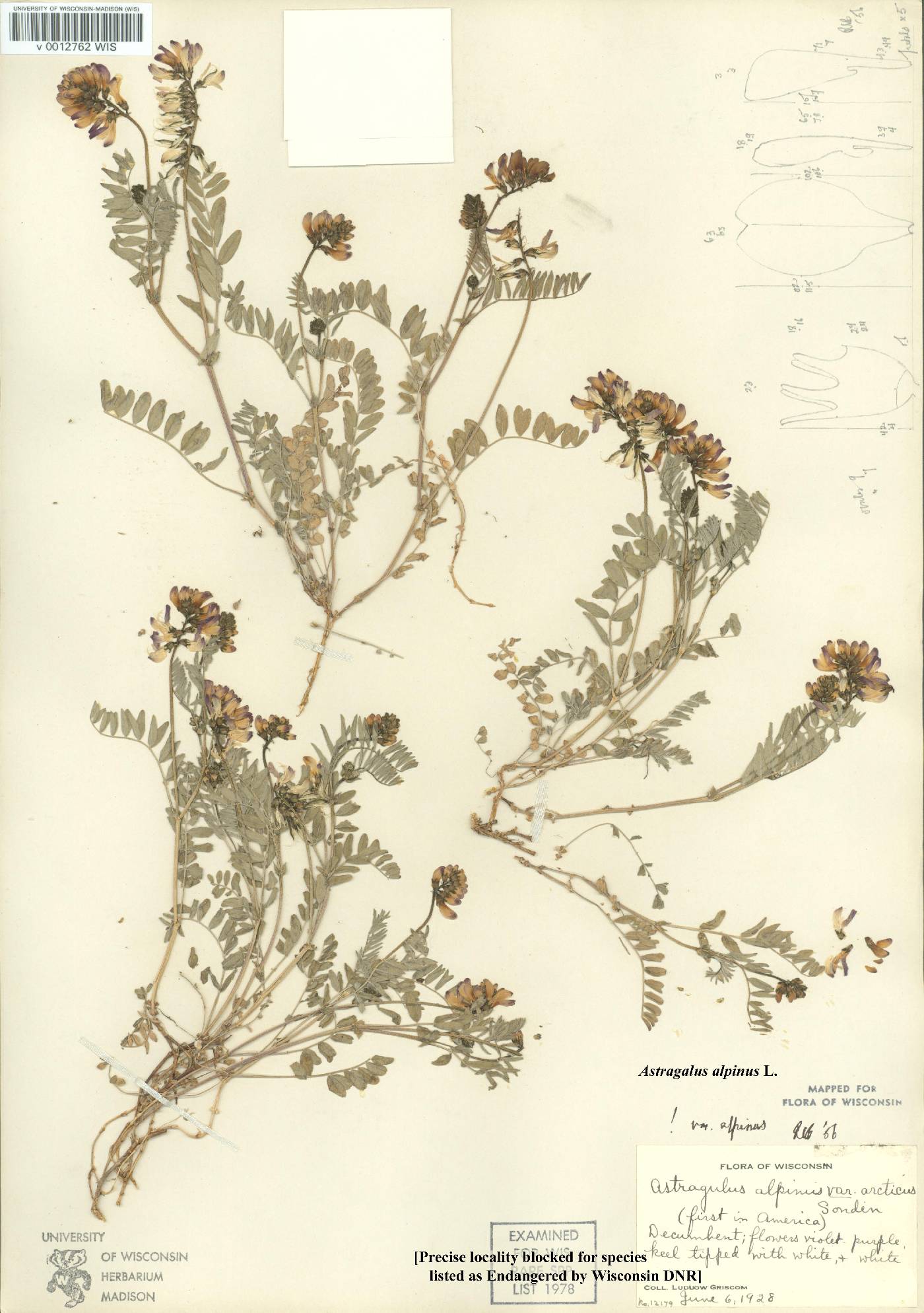 Astragalus alpinus var. alpinus image