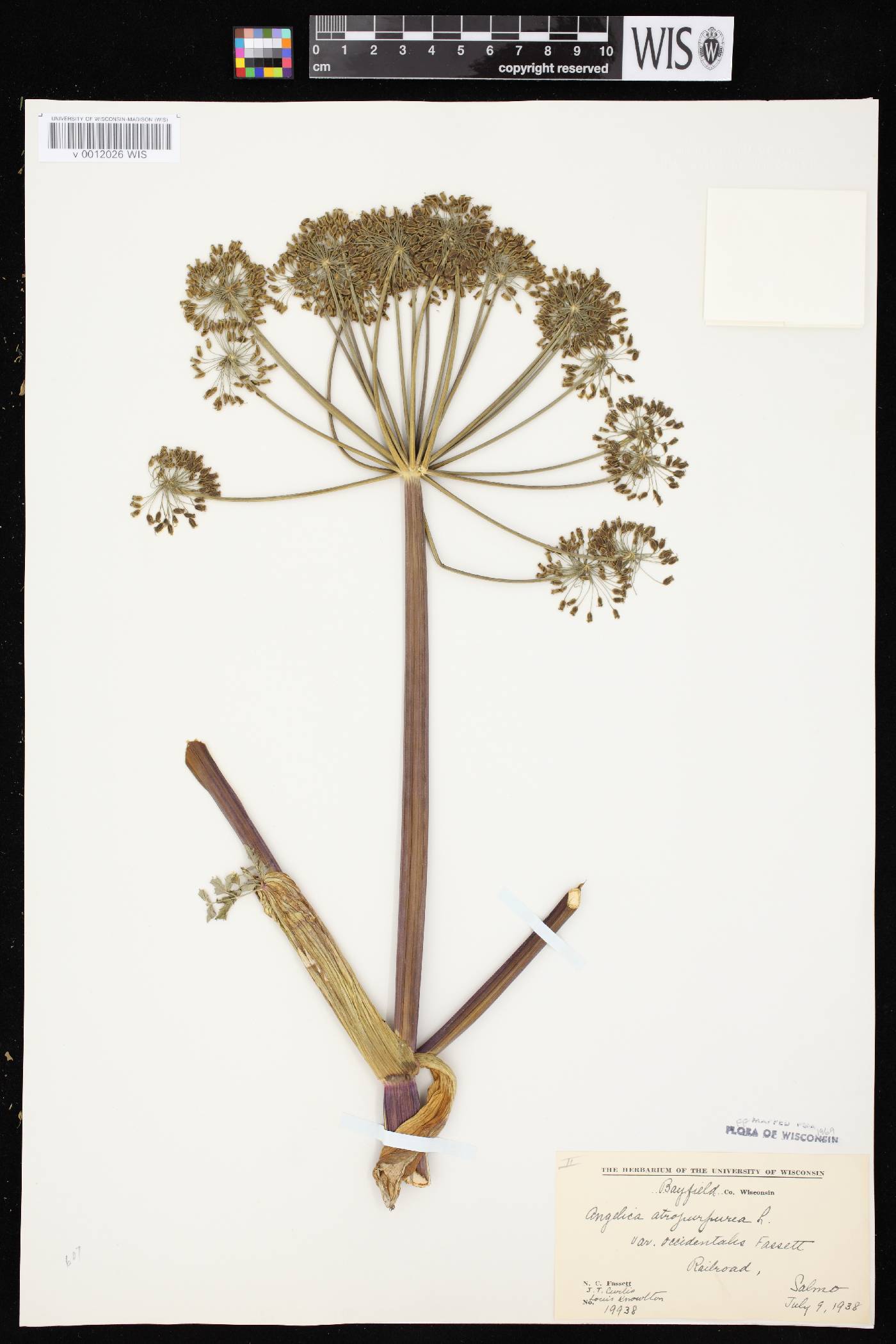 Angelica atropurpurea var. occidentalis image