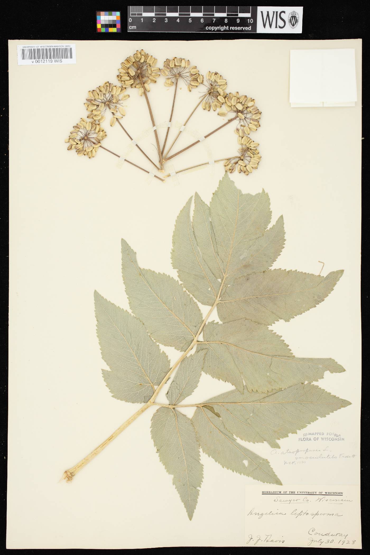 Angelica atropurpurea var. occidentalis image