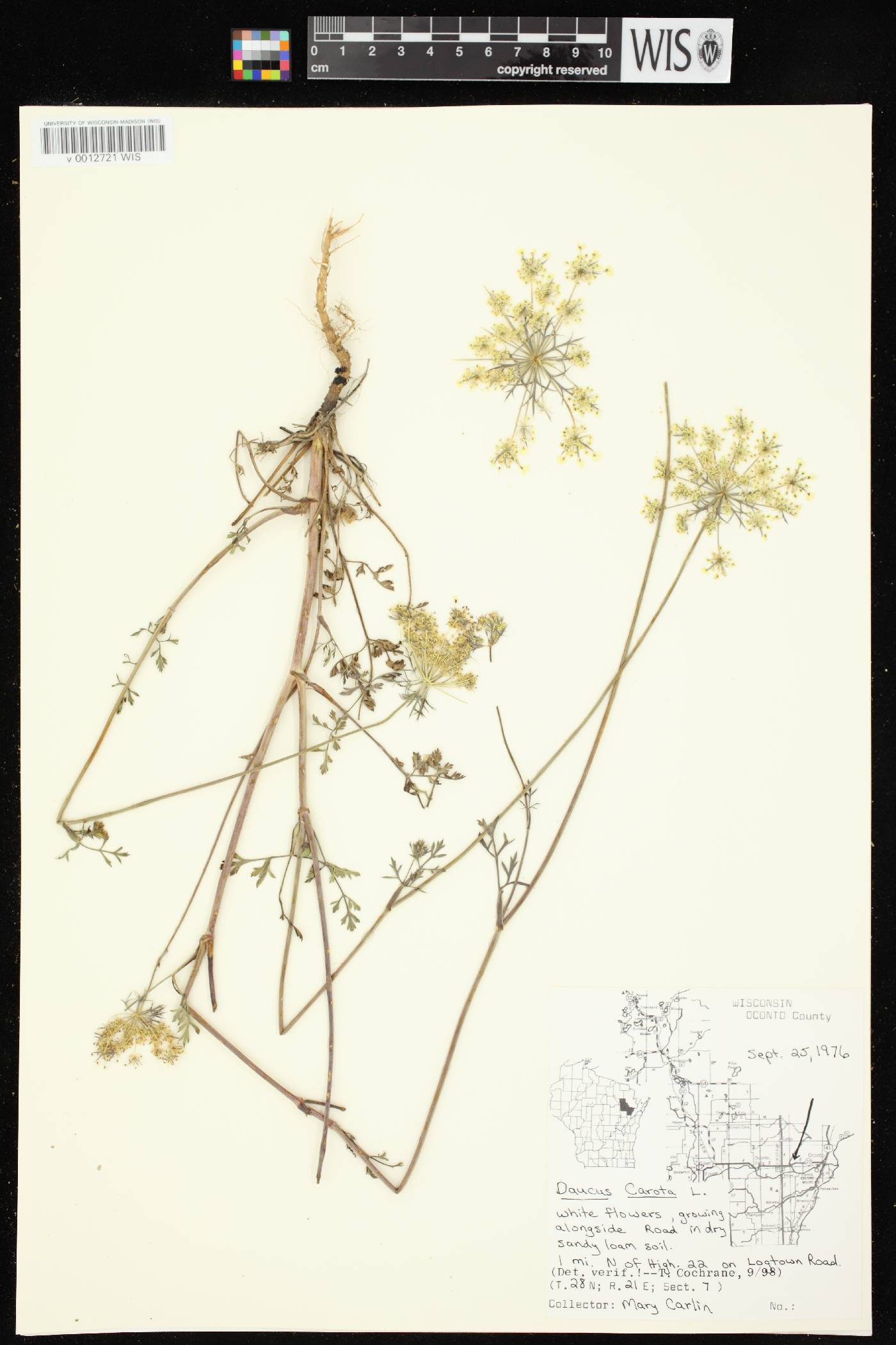 Daucus carota image