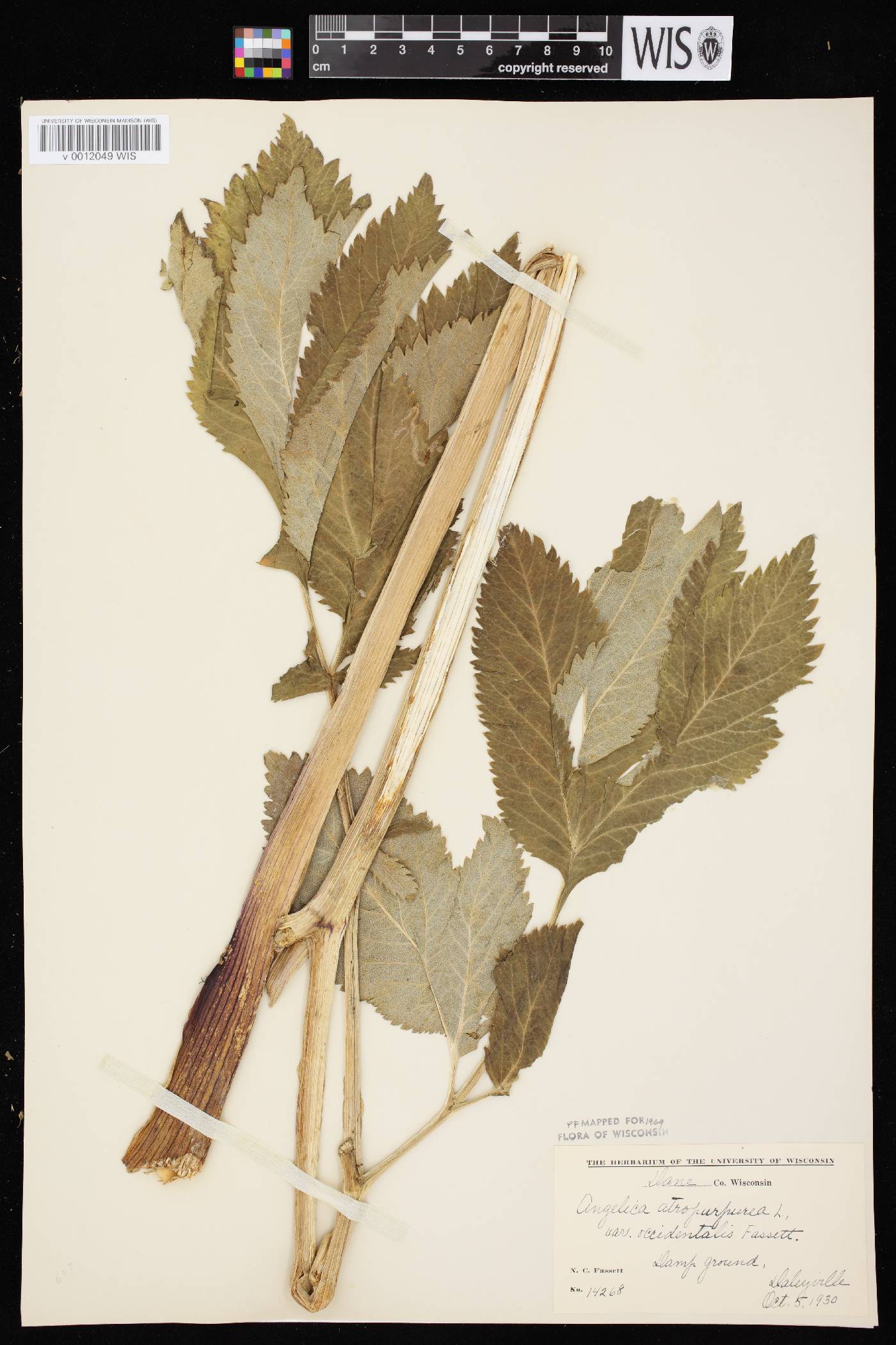 Angelica atropurpurea var. occidentalis image