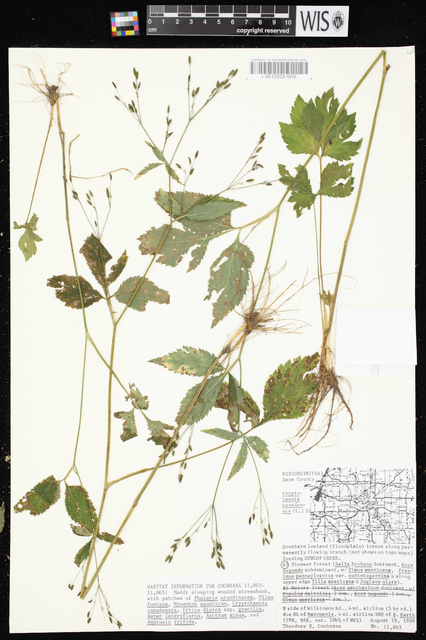 Cryptotaenia canadensis image