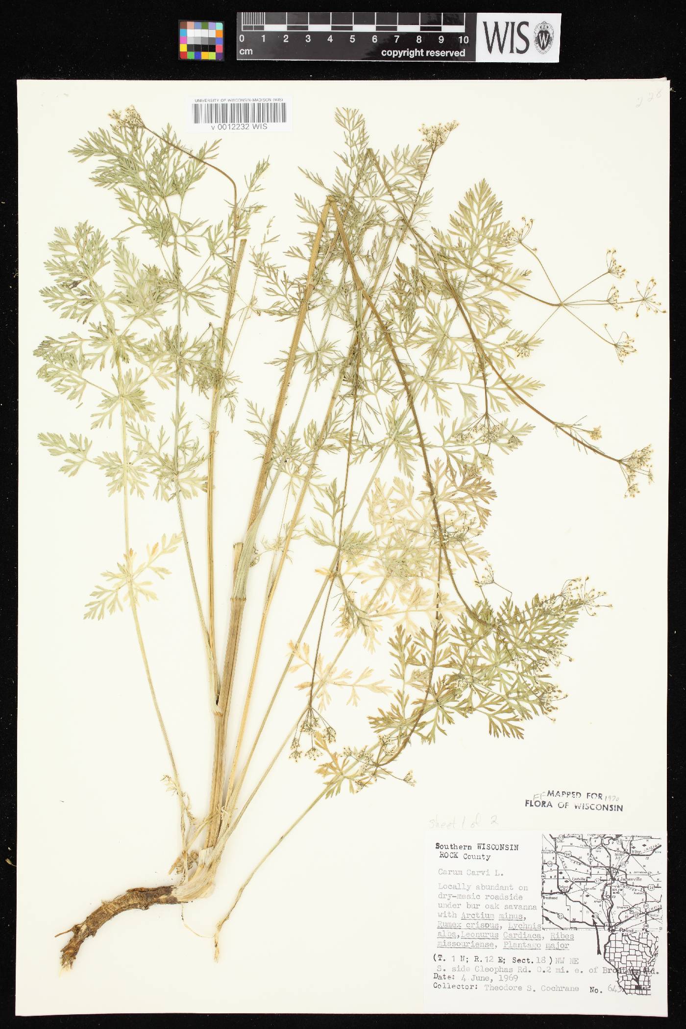 Carum carvi image