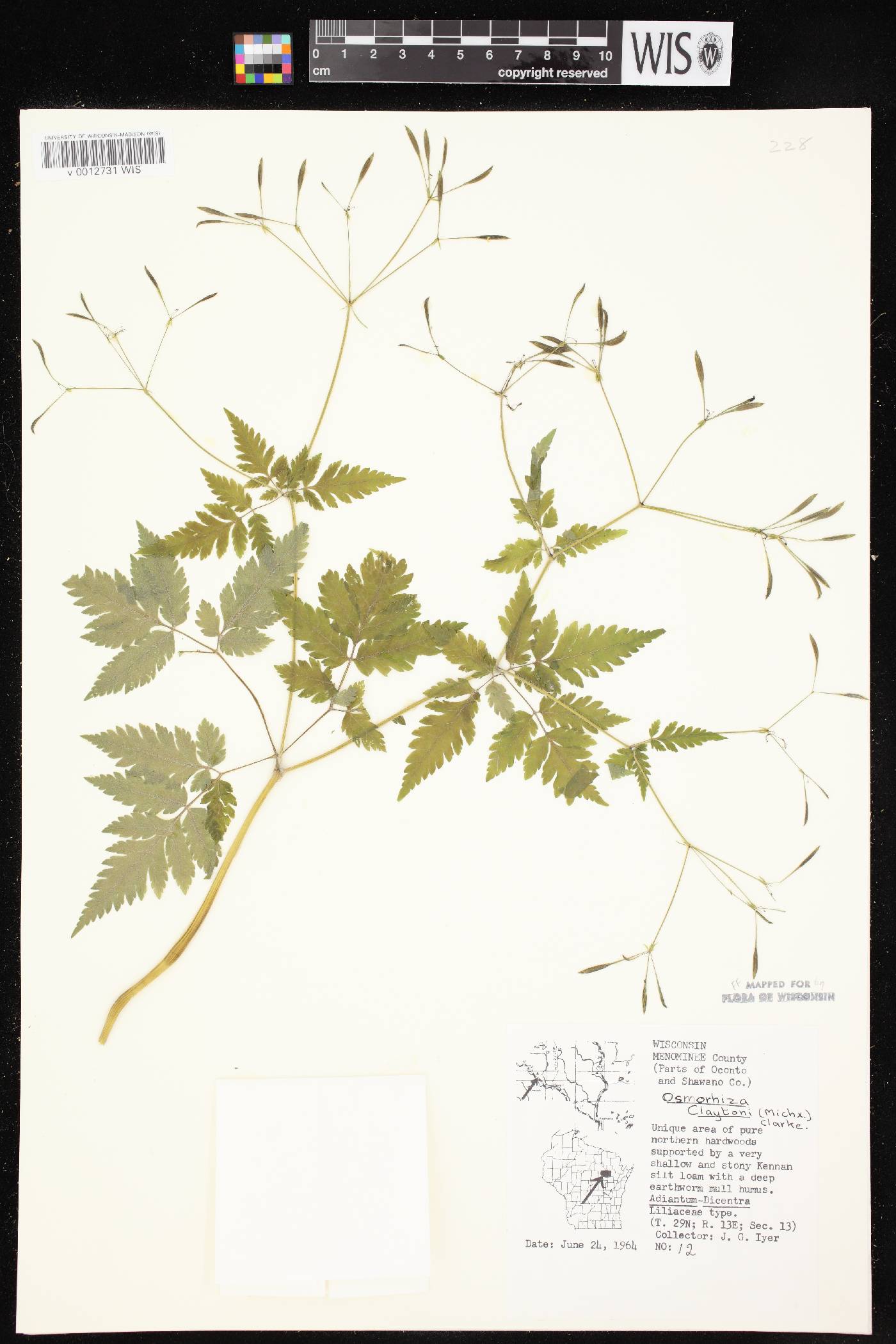 Osmorhiza claytonii image