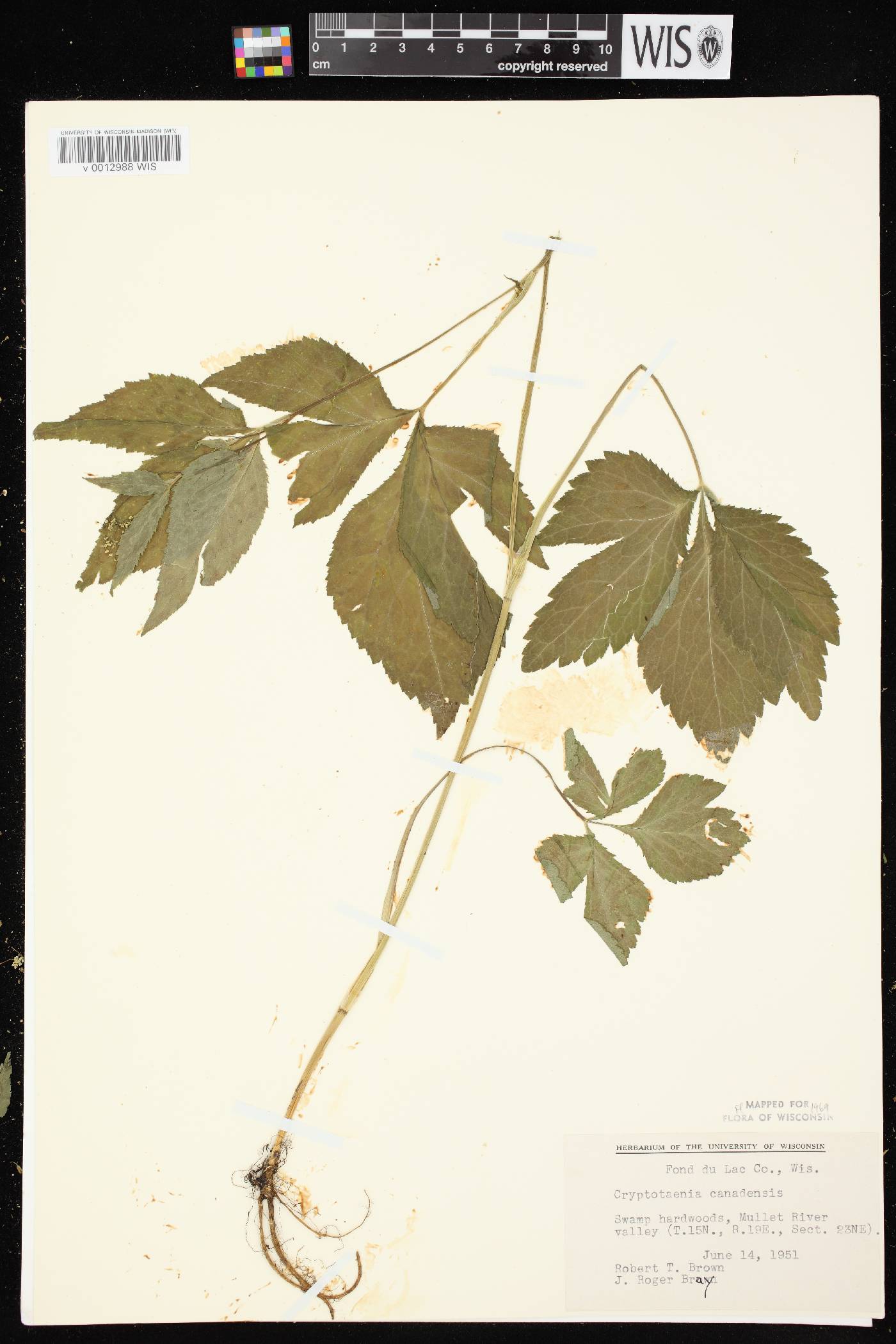 Cryptotaenia canadensis image