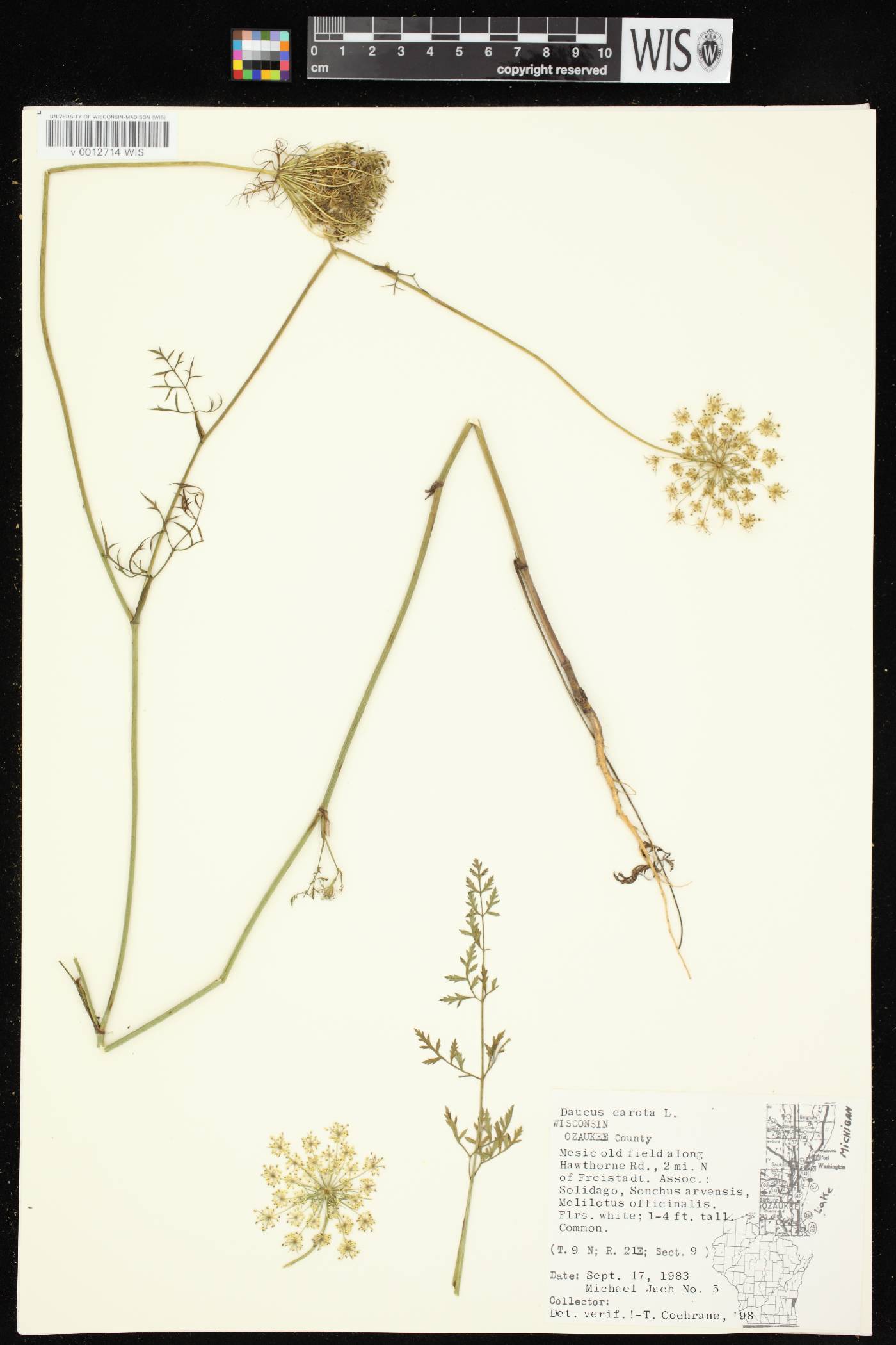Daucus carota image