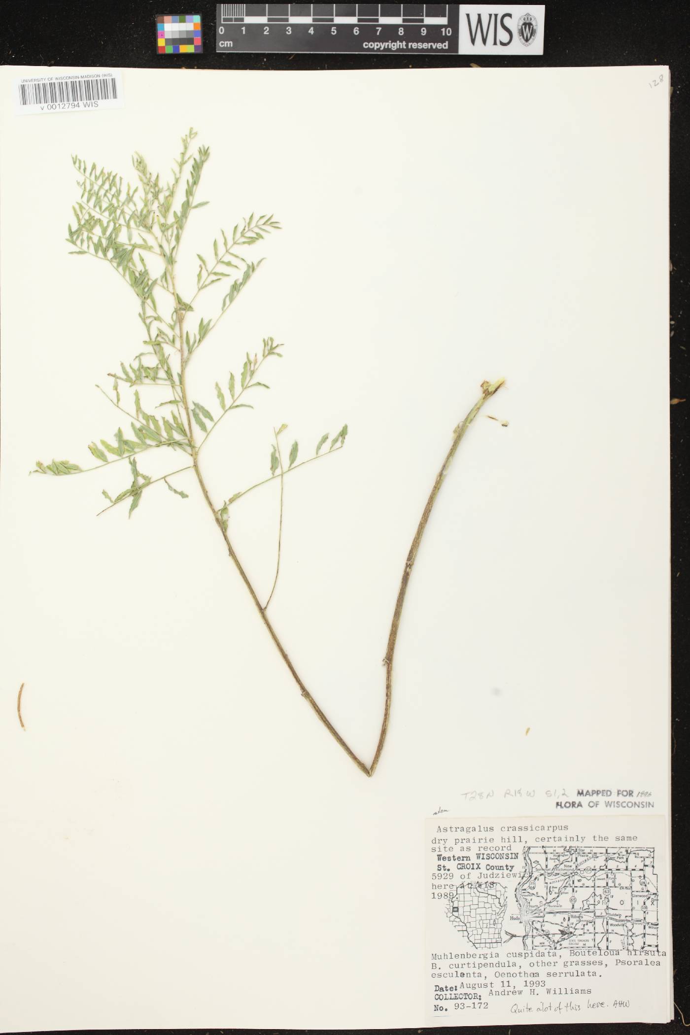 Astragalus crassicarpus var. crassicarpus image