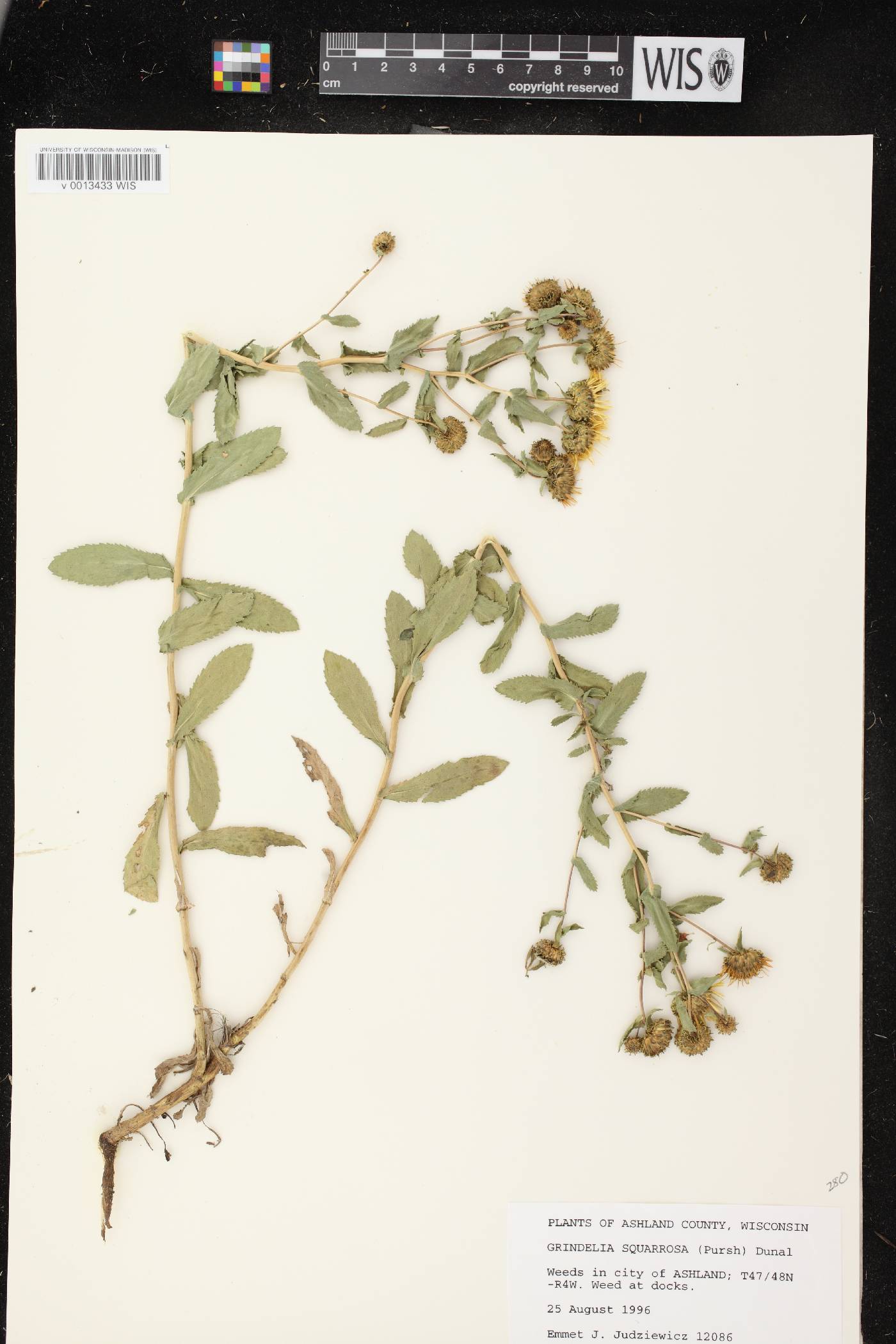 Grindelia squarrosa image