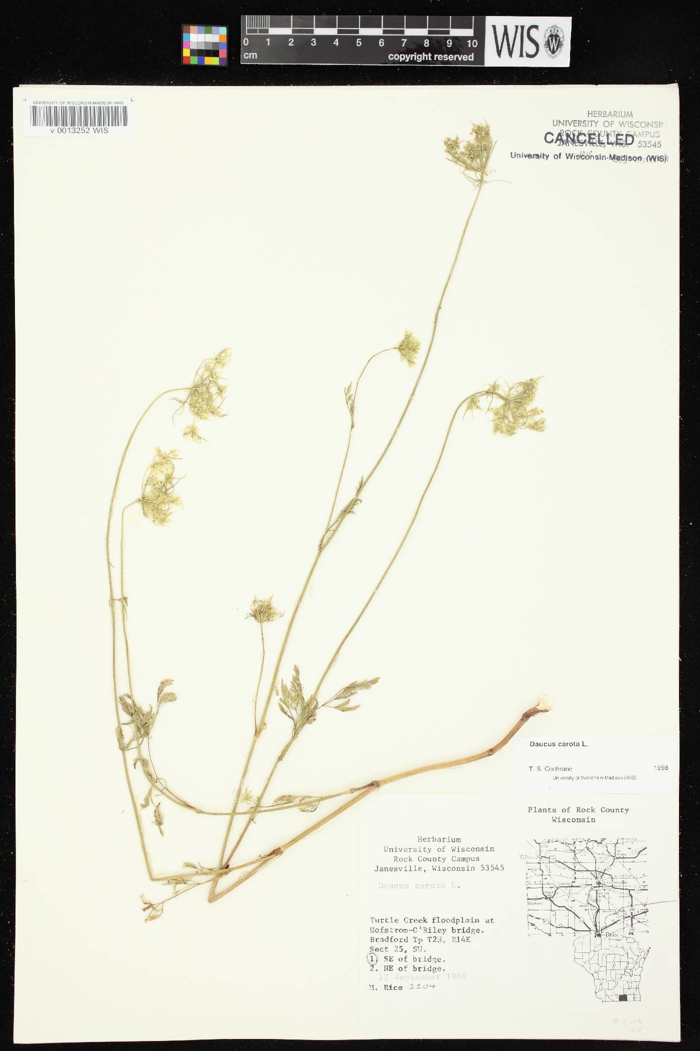 Daucus carota image