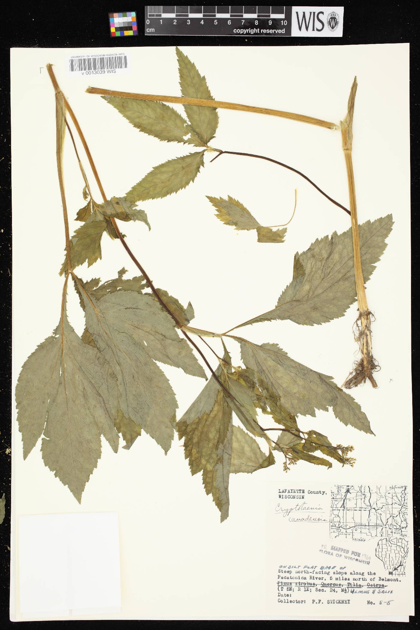 Cryptotaenia canadensis image