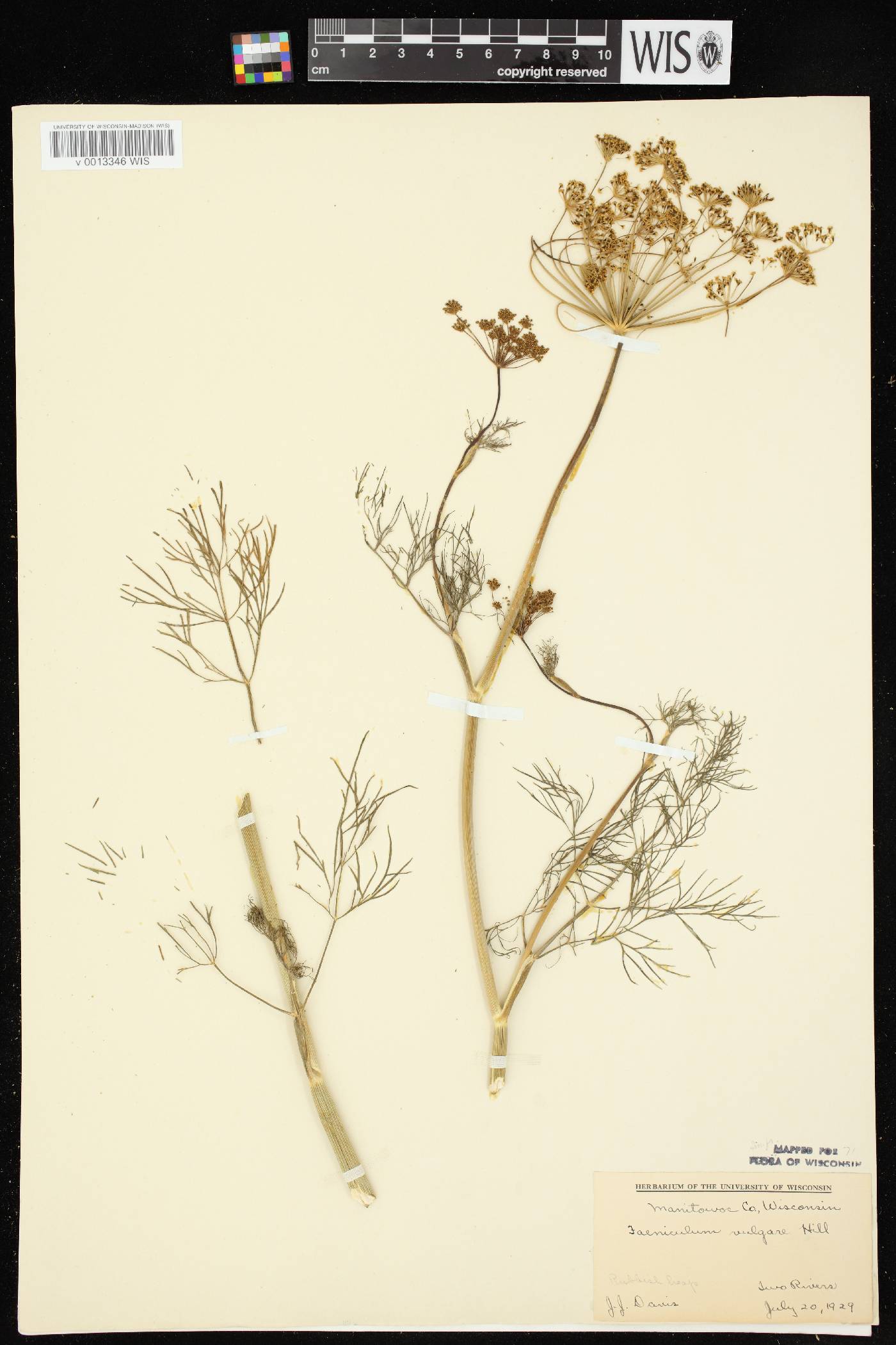 Foeniculum vulgare image