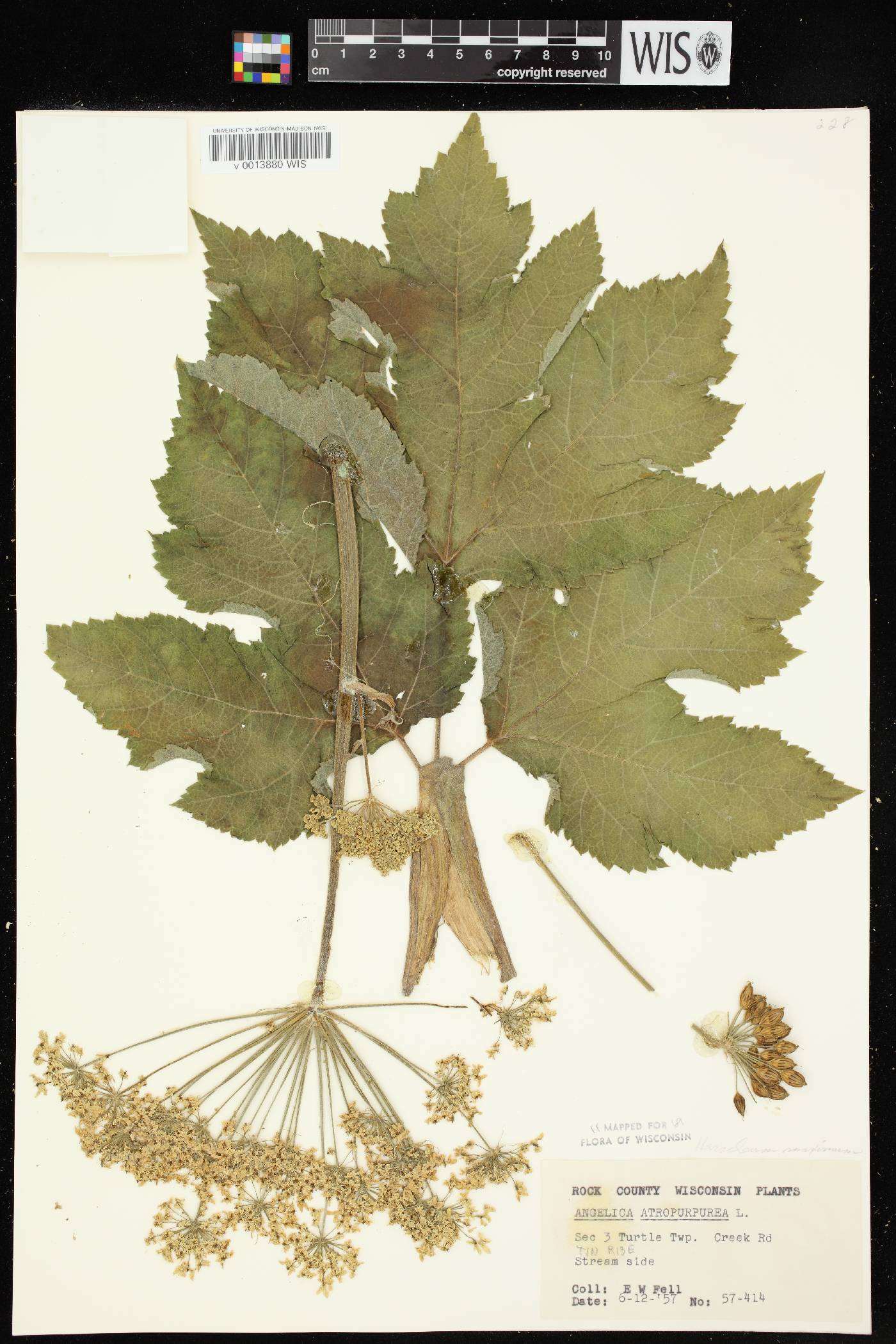Heracleum maximum image