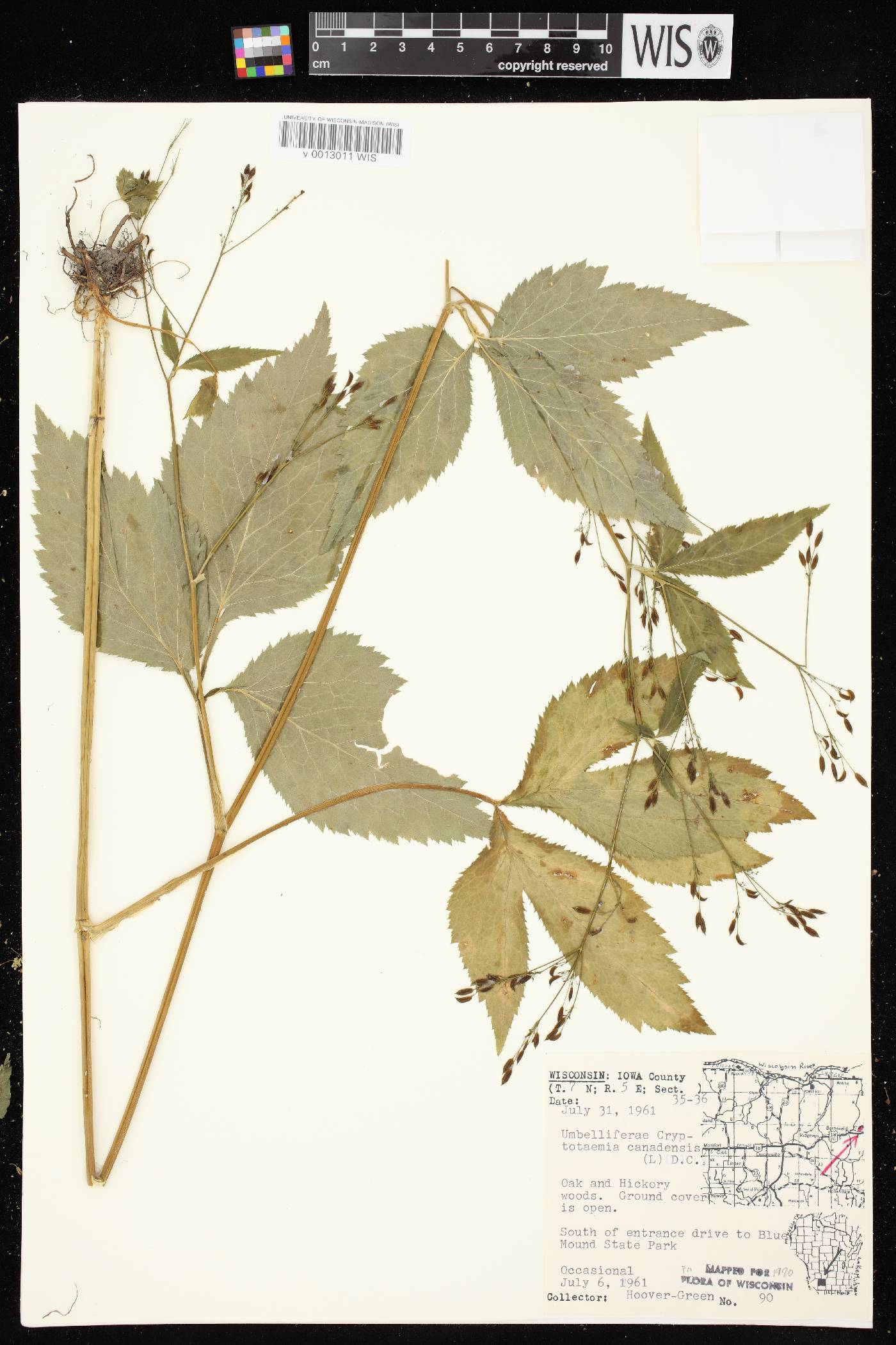 Cryptotaenia canadensis image