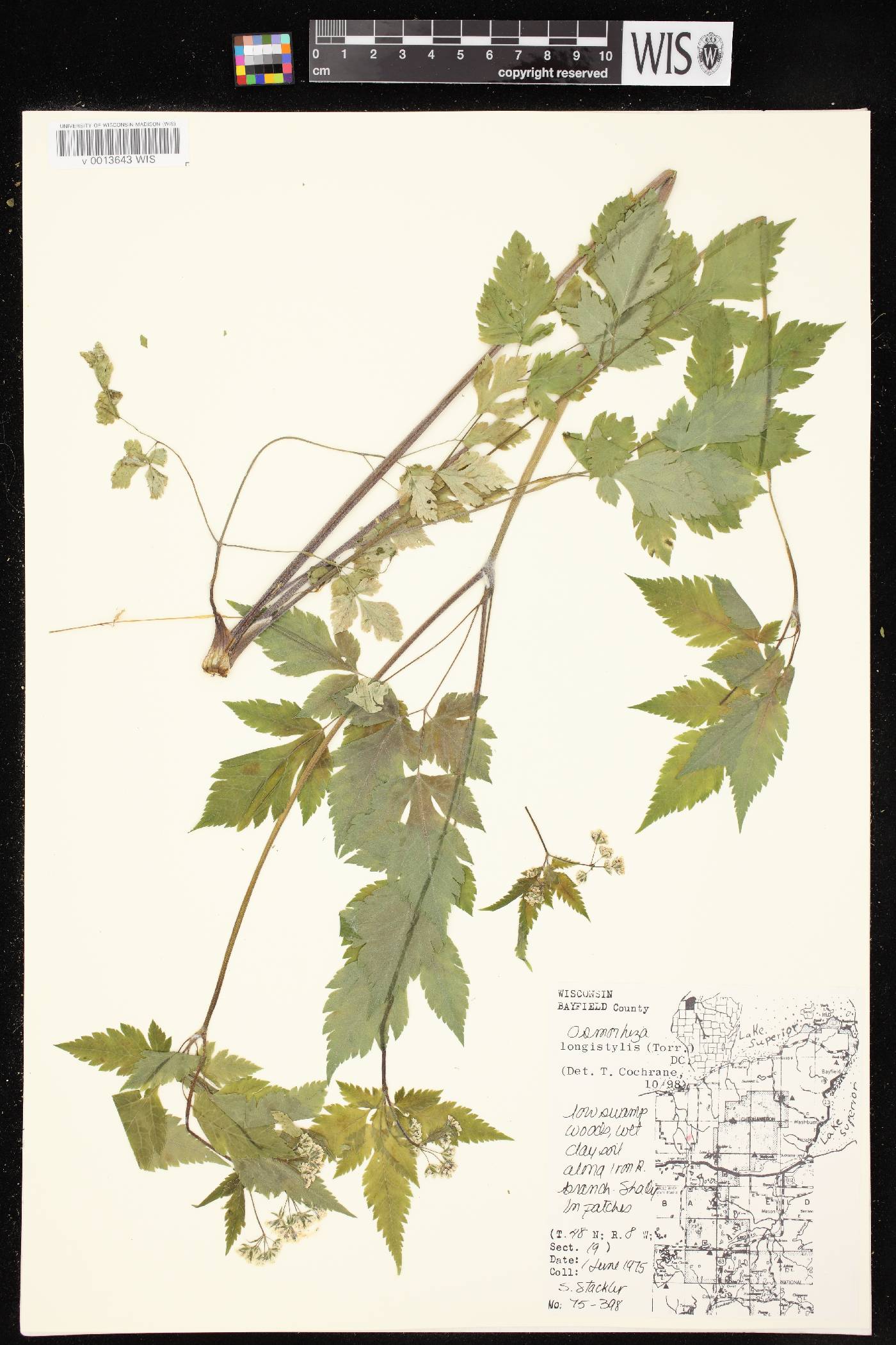 Osmorhiza longistylis image