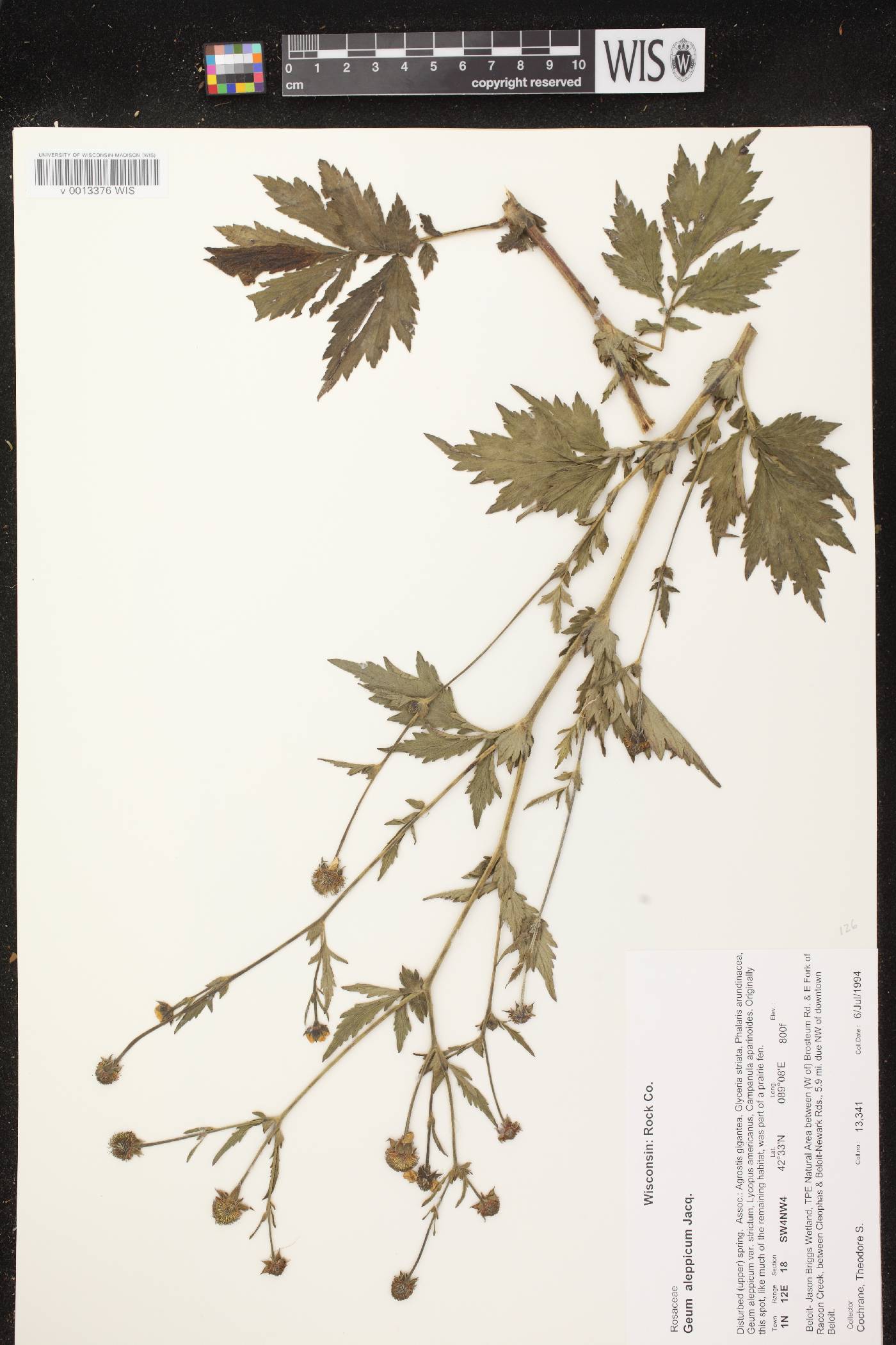 Geum aleppicum image