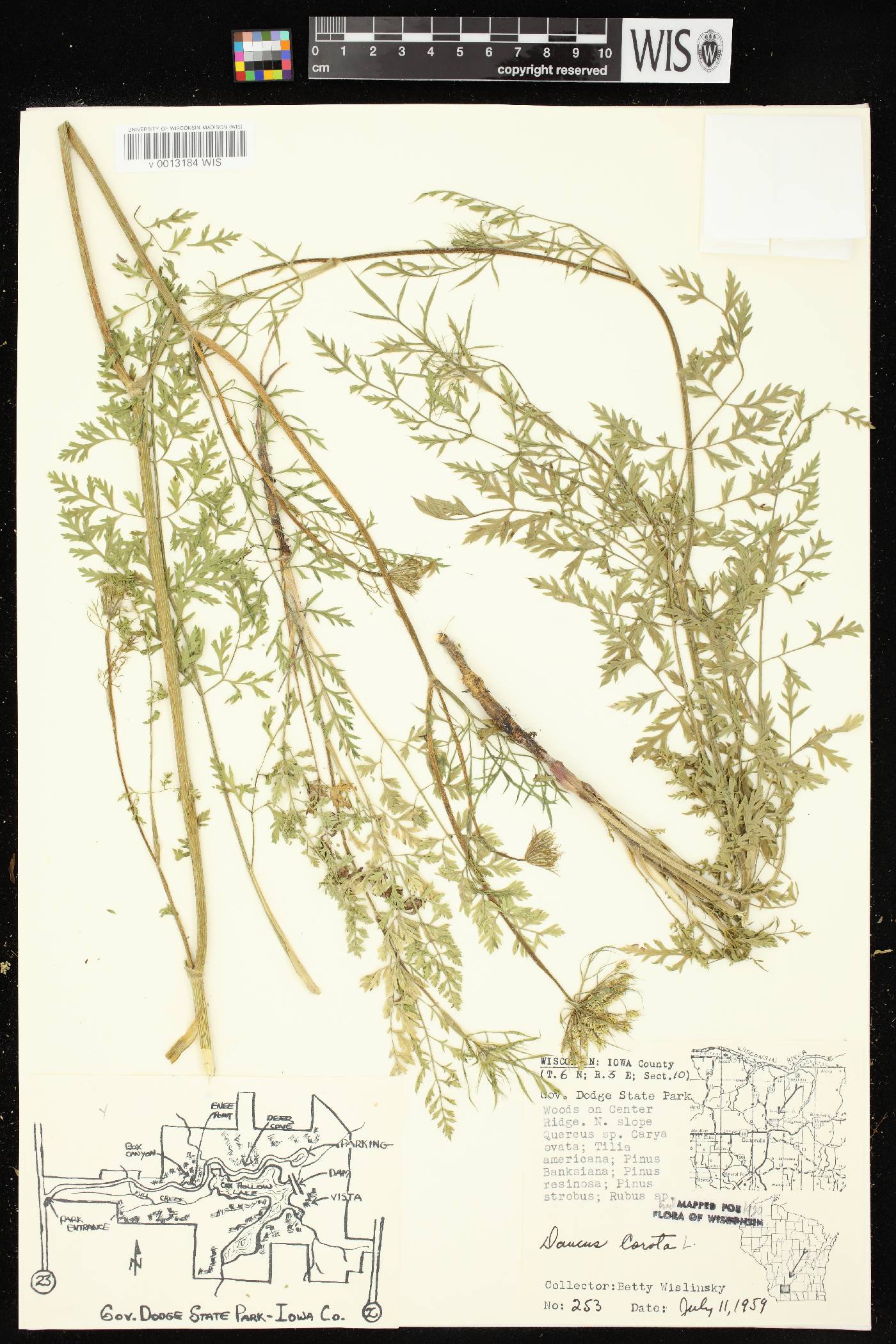 Daucus carota image
