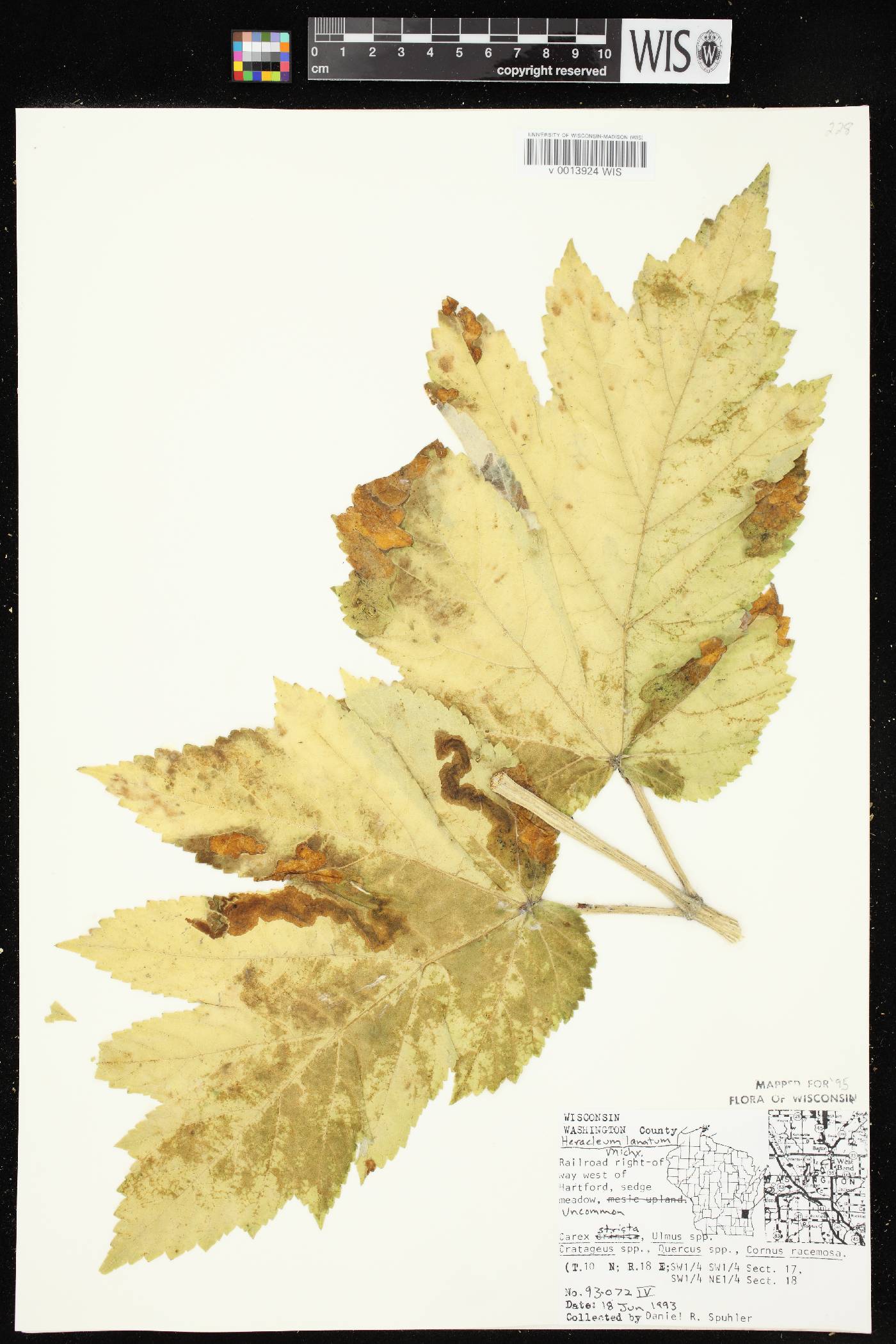 Heracleum maximum image