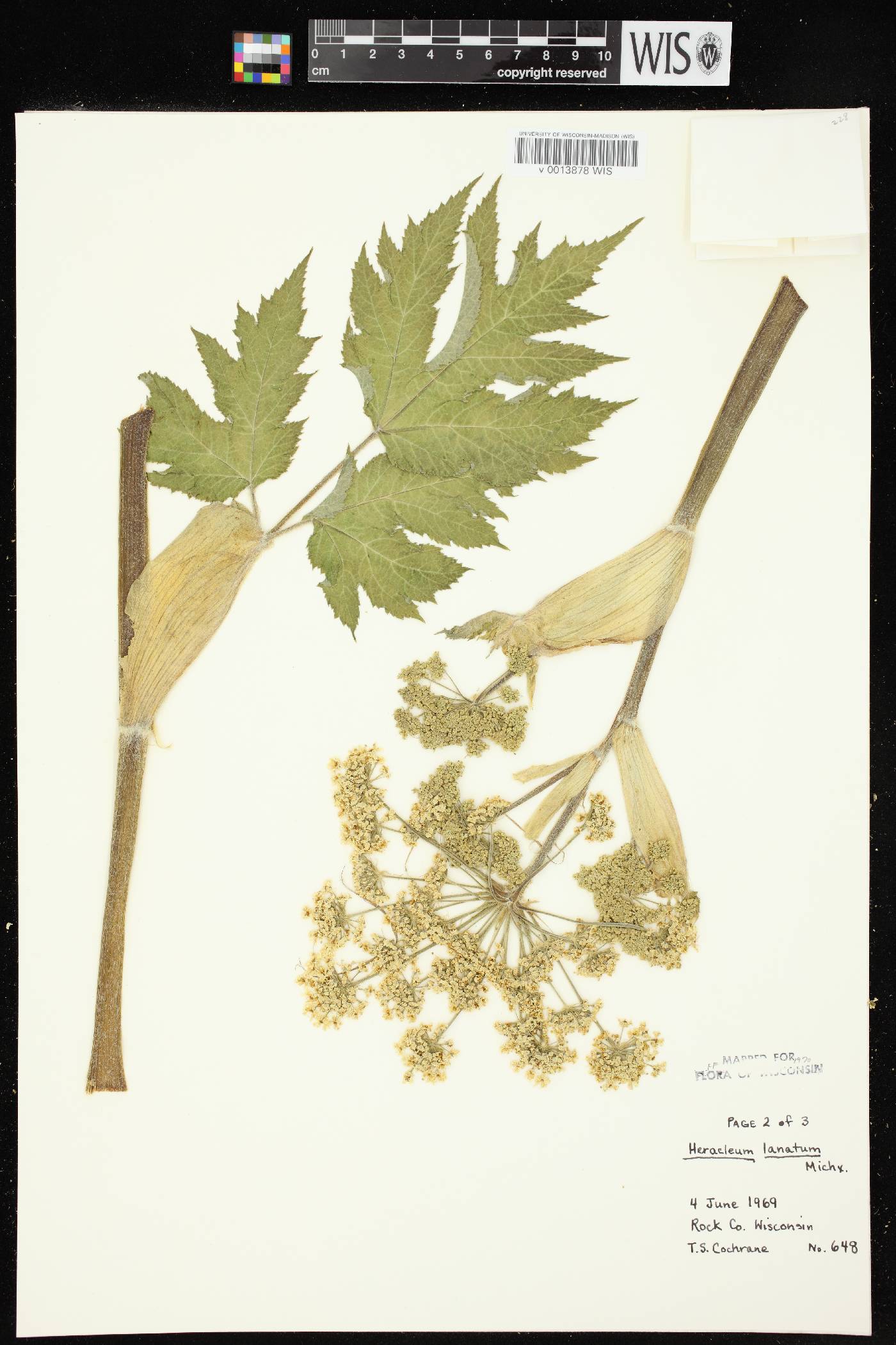 Heracleum maximum image
