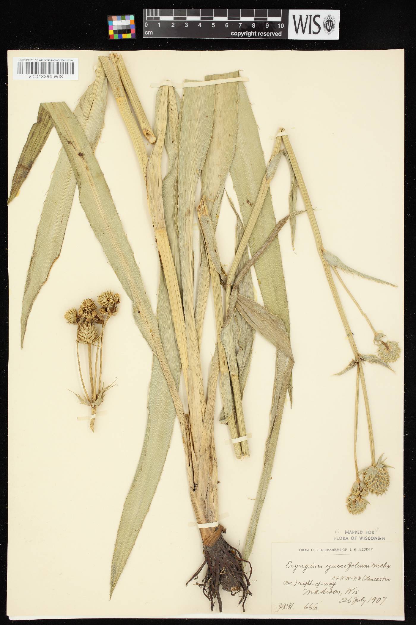 Eryngium yuccifolium image