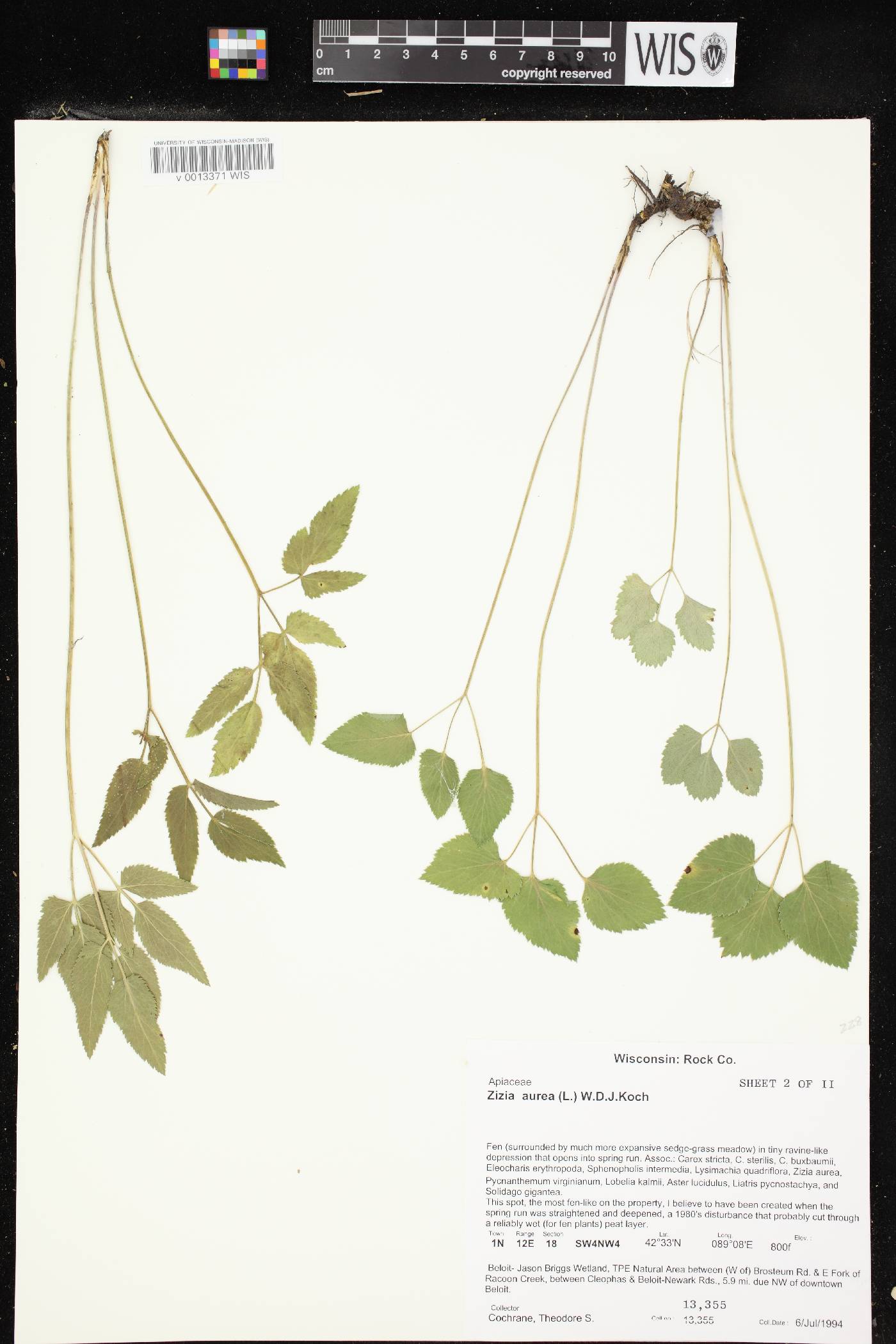 Zizia aurea image