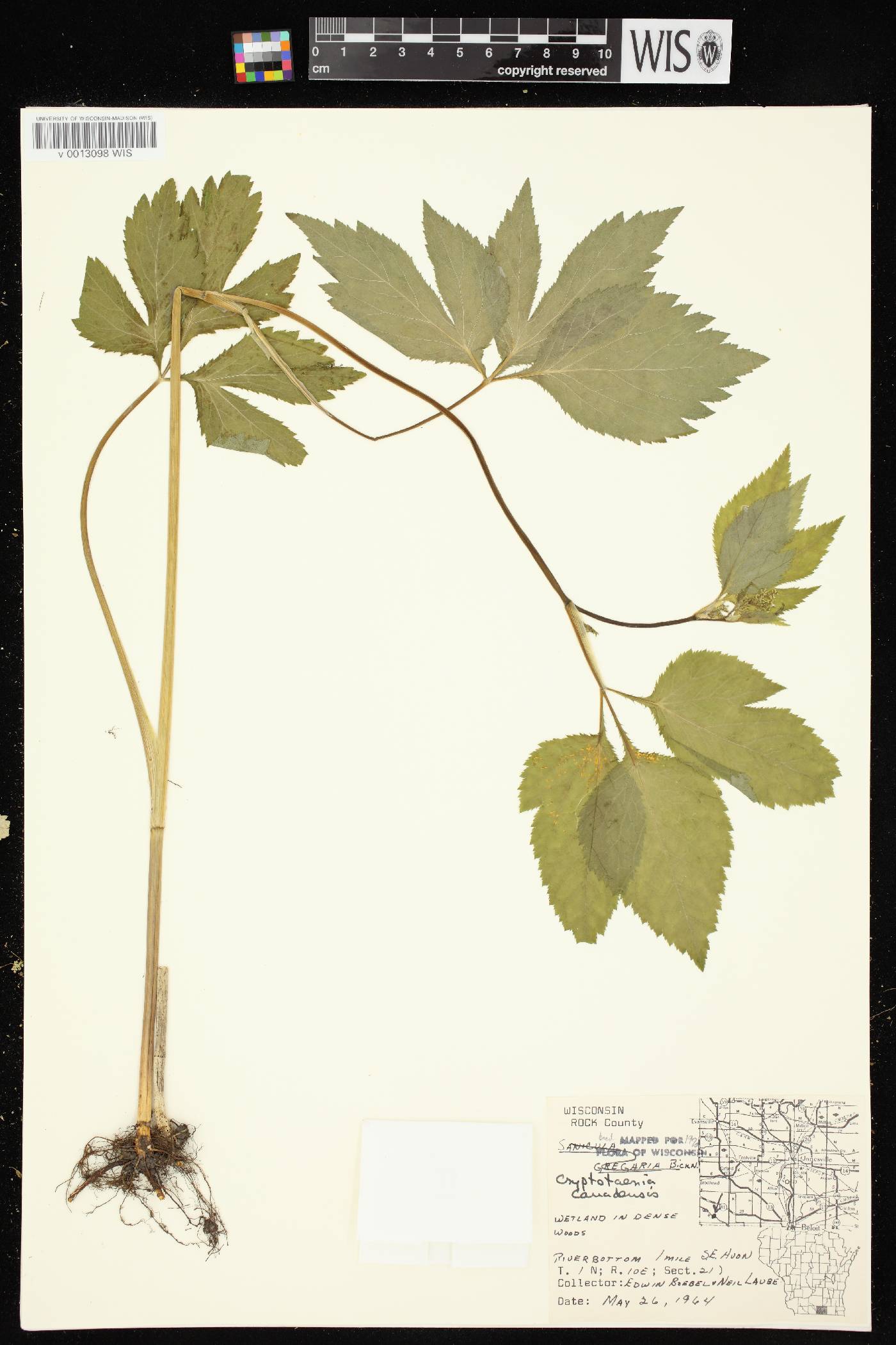 Cryptotaenia canadensis image