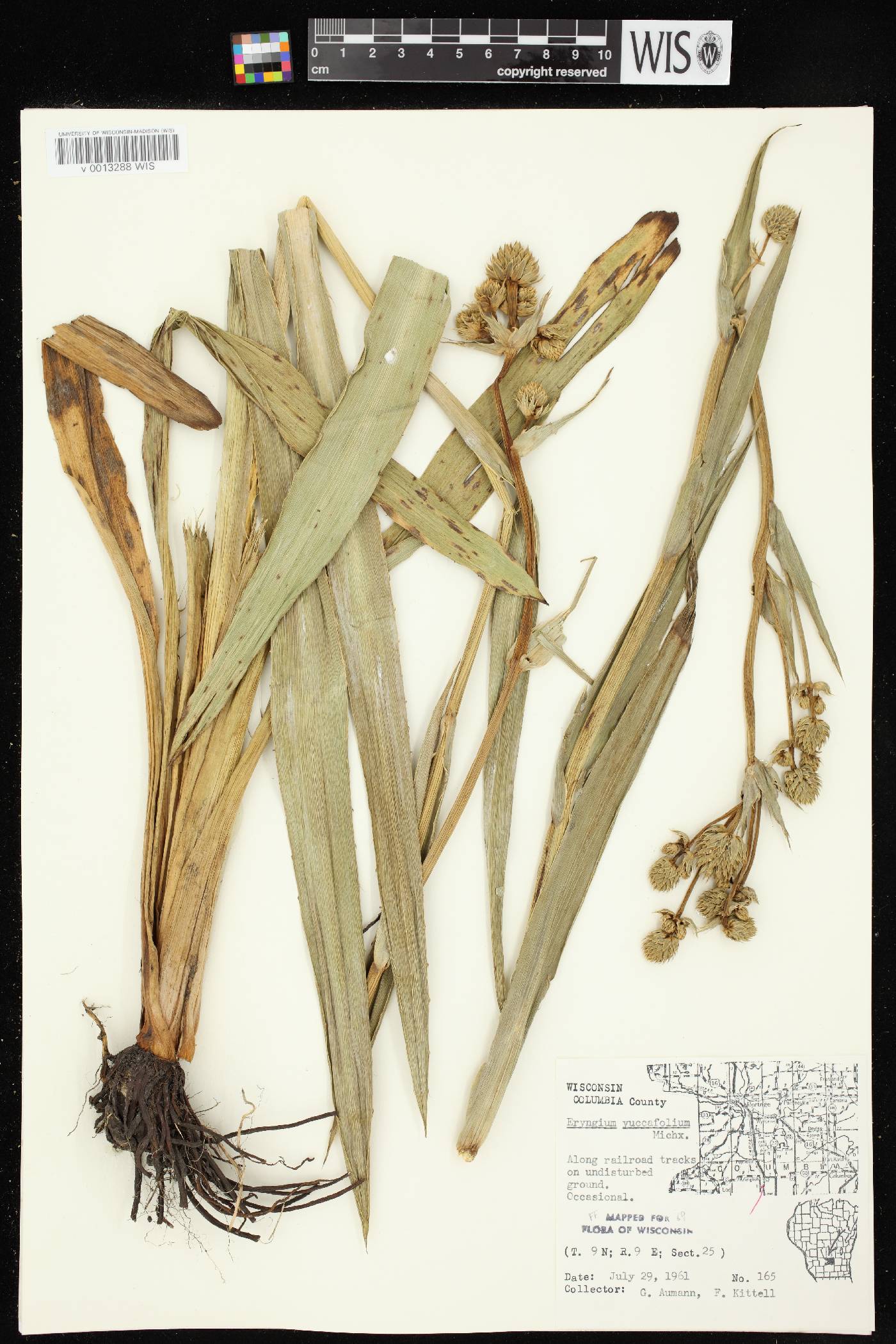 Eryngium yuccifolium image