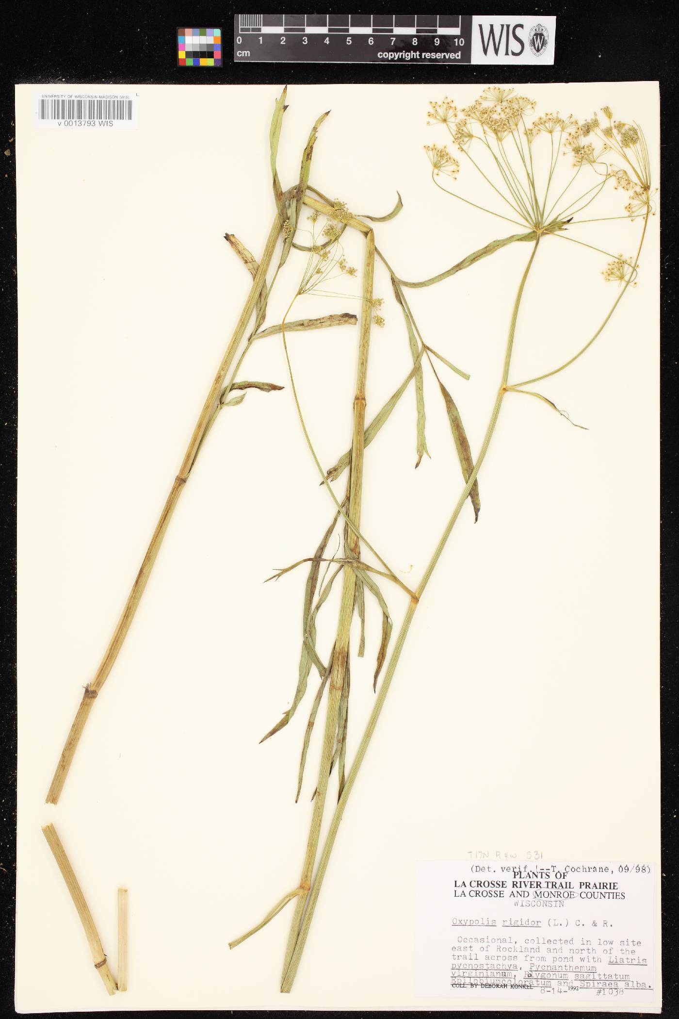 Oxypolis rigidior image