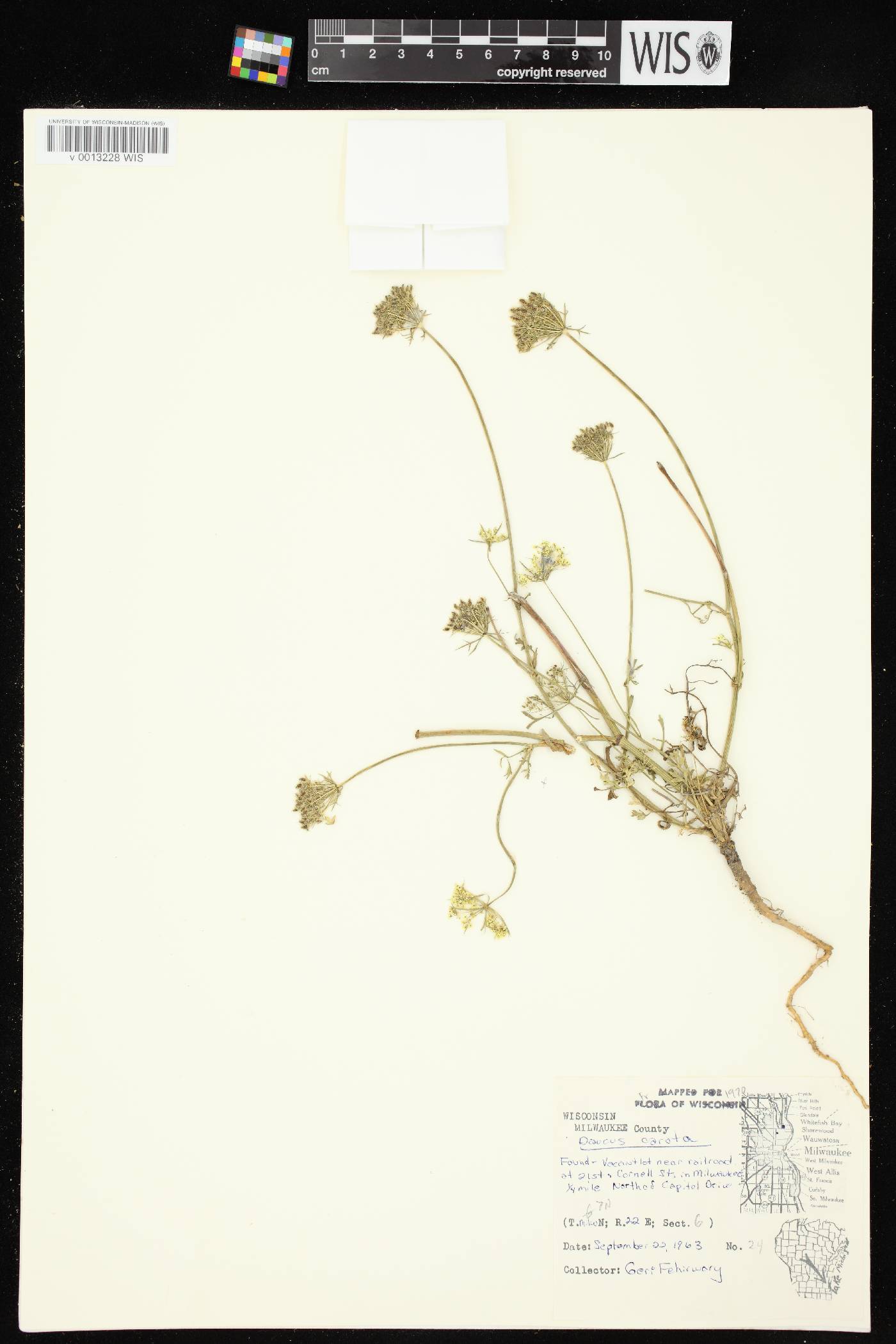 Daucus carota image