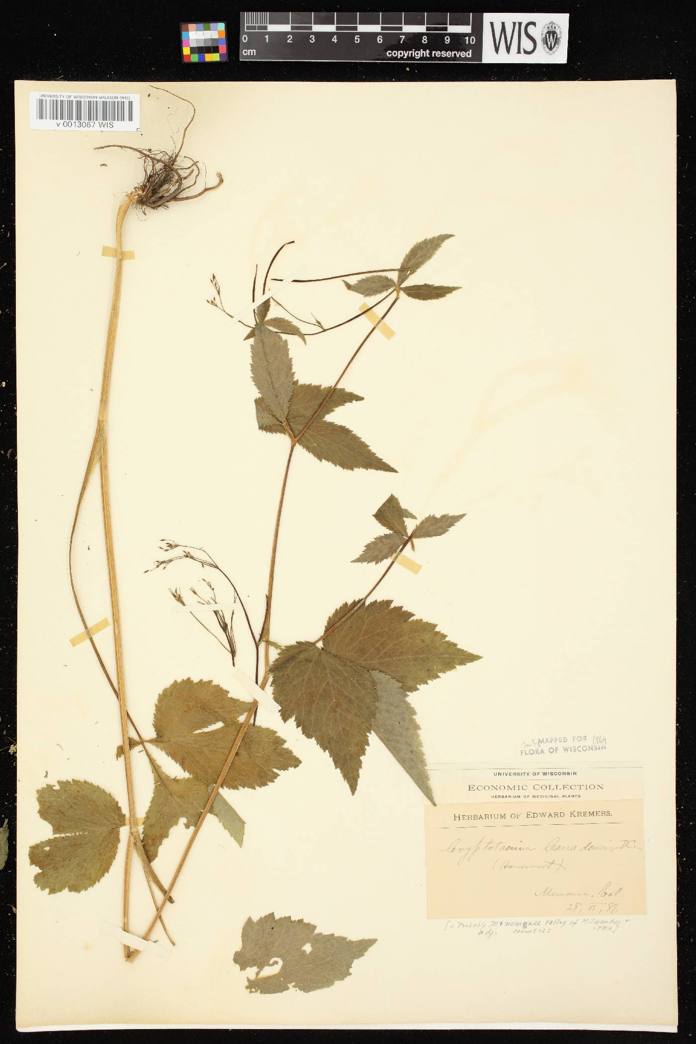 Cryptotaenia canadensis image