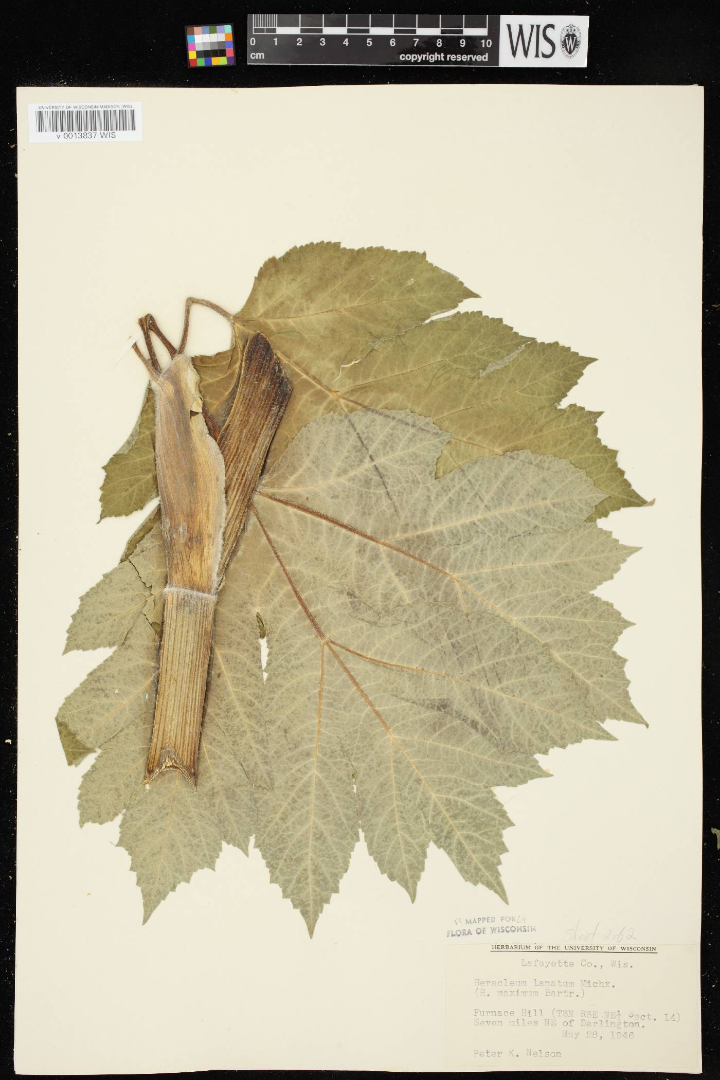 Heracleum maximum image
